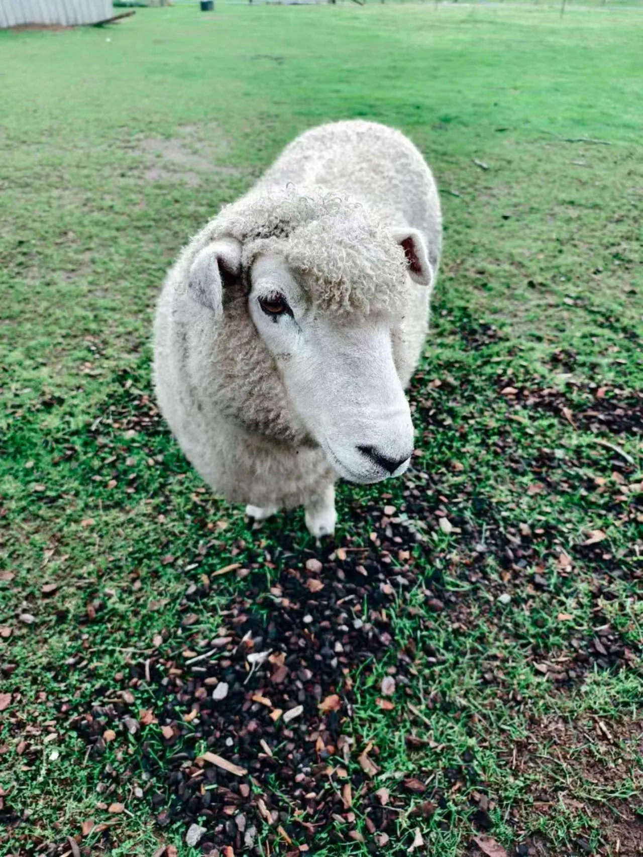 Animals in Hideaway of Rotorua