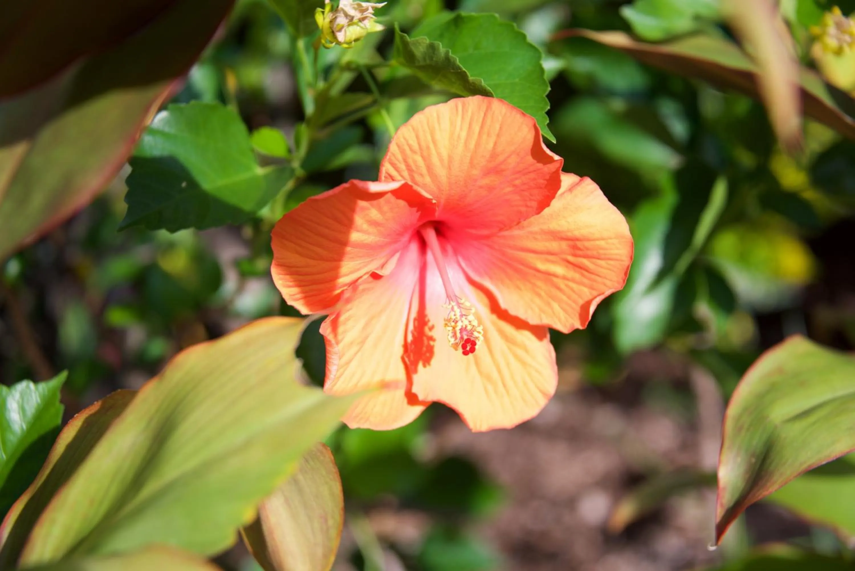 Garden in Lazy Lizard Motor Inn