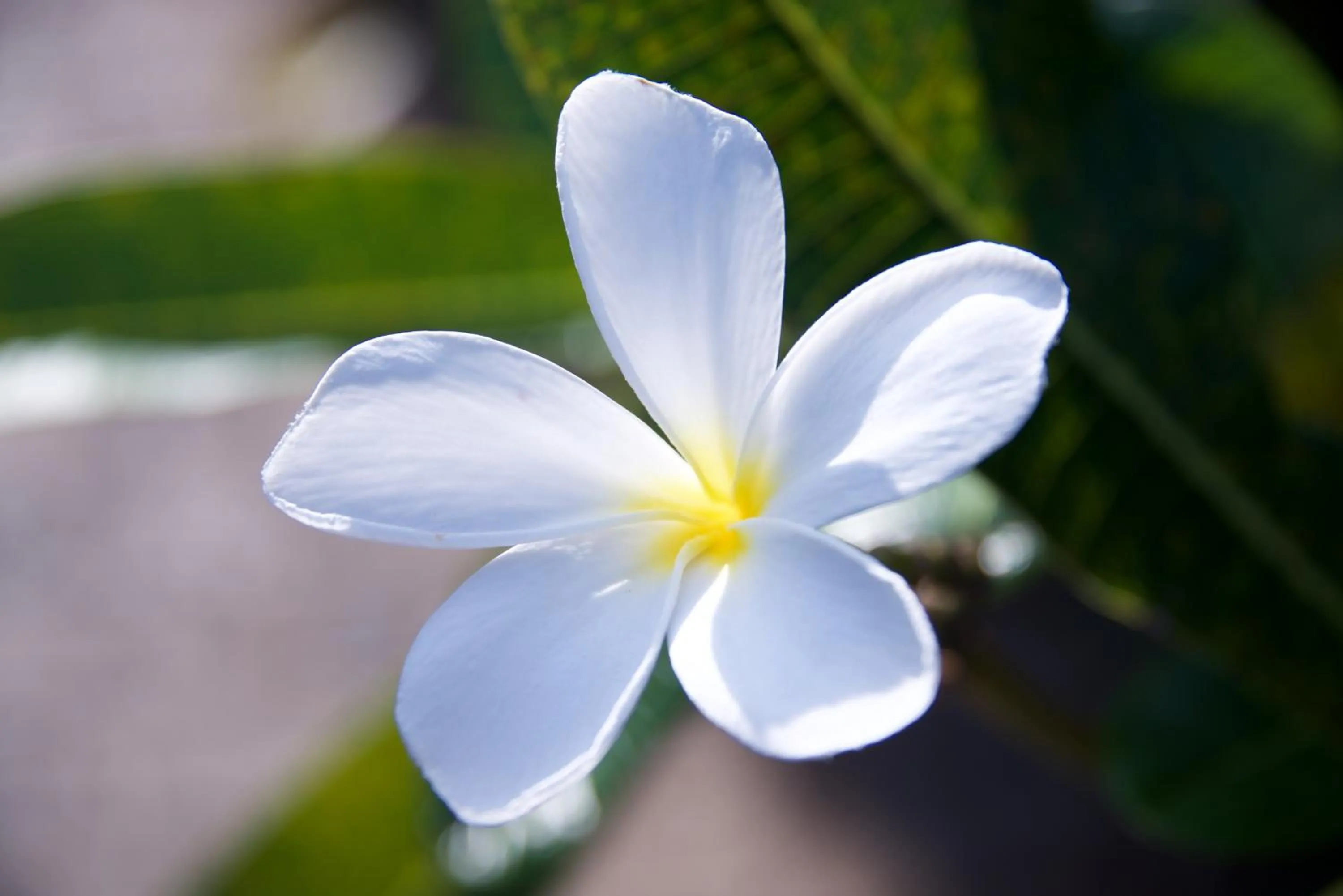 Garden in Lazy Lizard Motor Inn