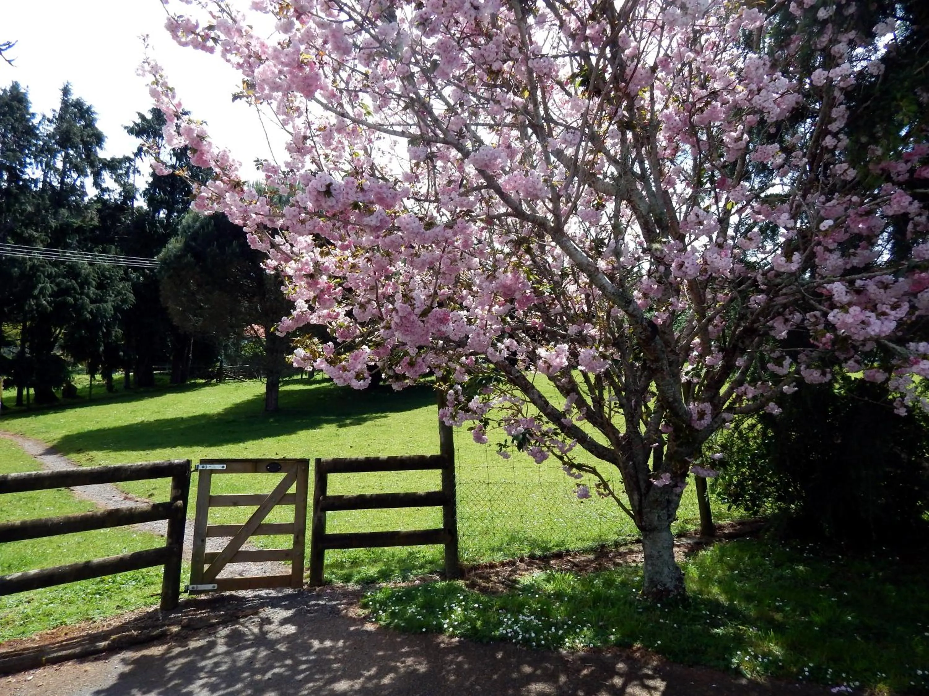 Spring in Lupton Lodge