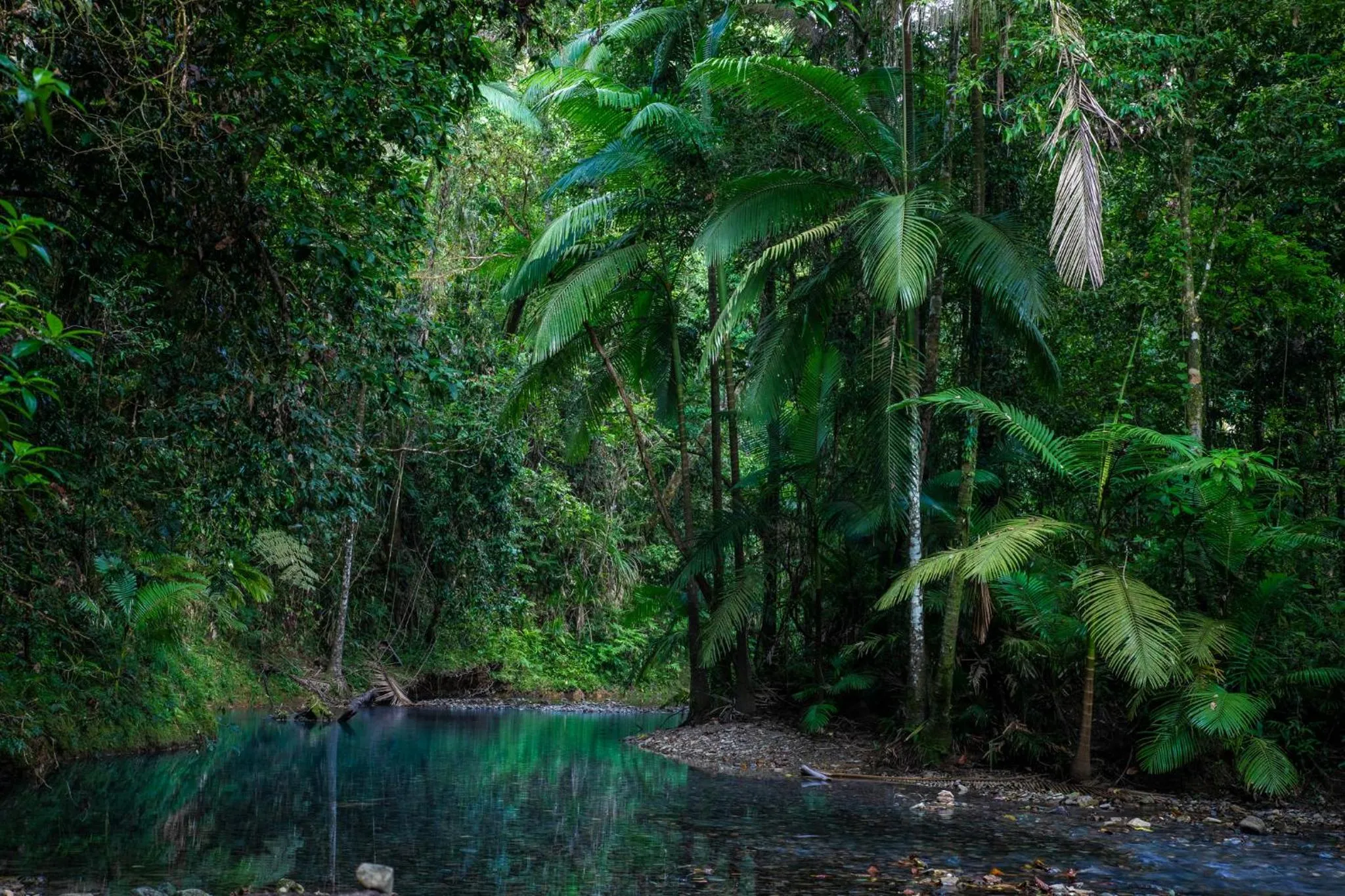 River view in Heritage Lodge - in the Daintree