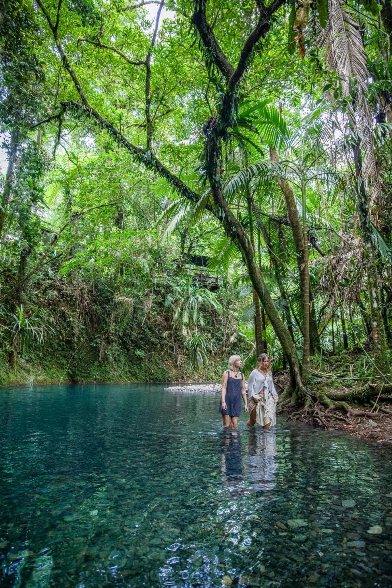 View (from property/room) in Heritage Lodge - in the Daintree