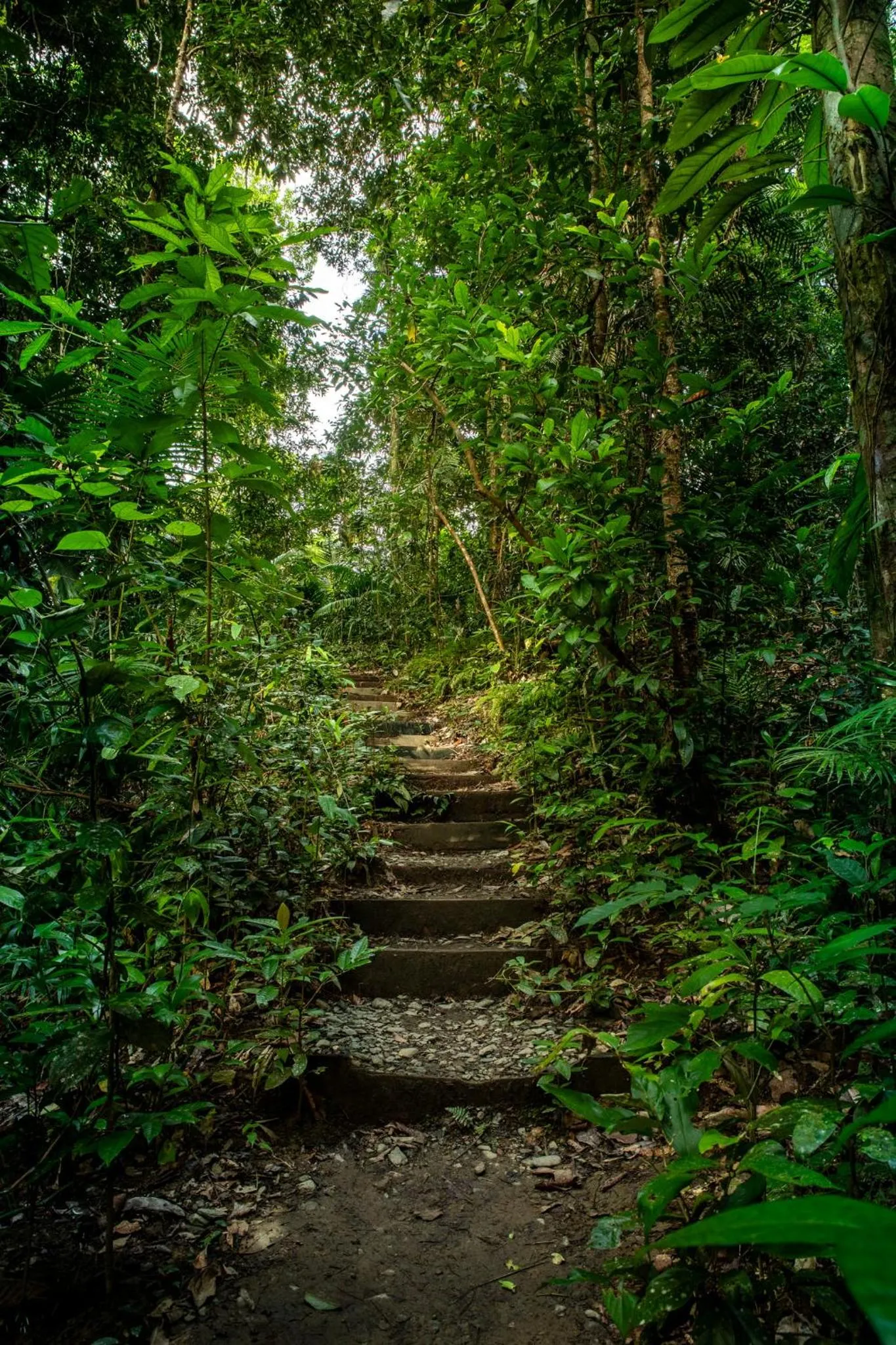 View (from property/room) in Heritage Lodge - in the Daintree