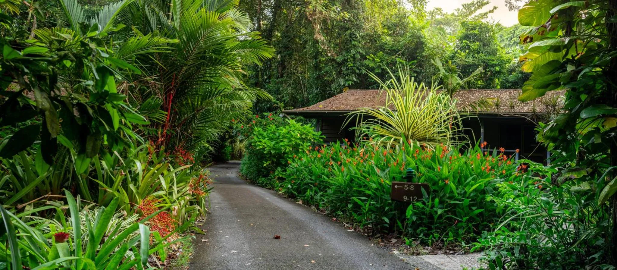 View (from property/room) in Heritage Lodge - in the Daintree