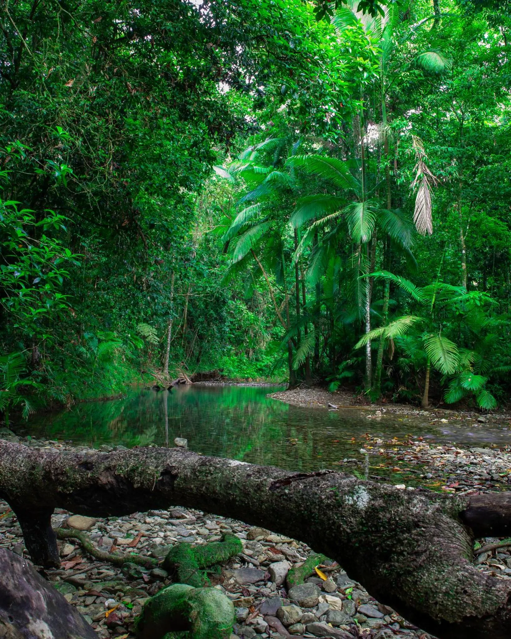 River view in Heritage Lodge - in the Daintree