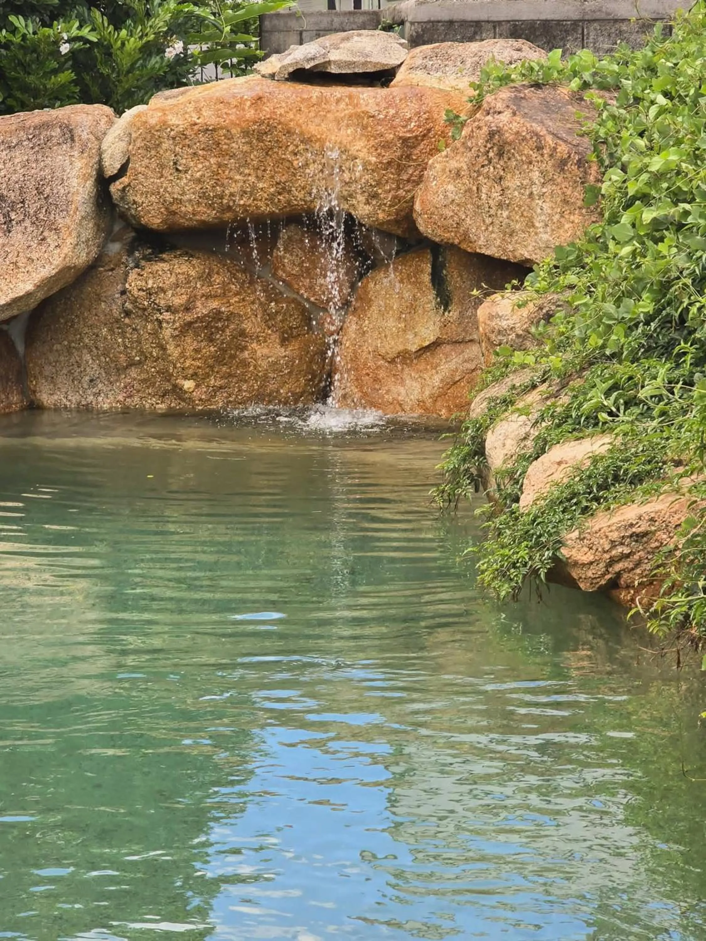 Swimming pool in Curtain Fig Motel