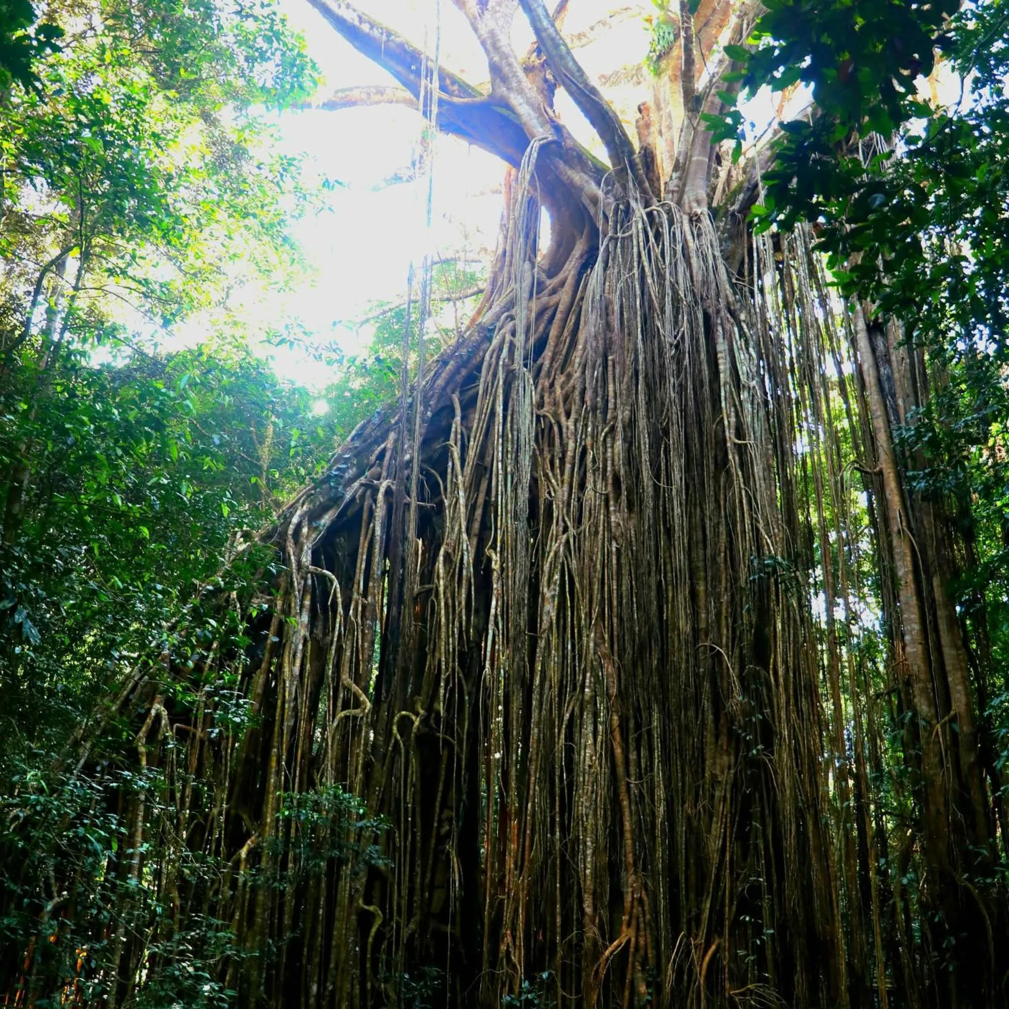 Nearby landmark in Curtain Fig Motel