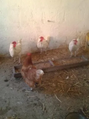 Property building in Beim Schuster