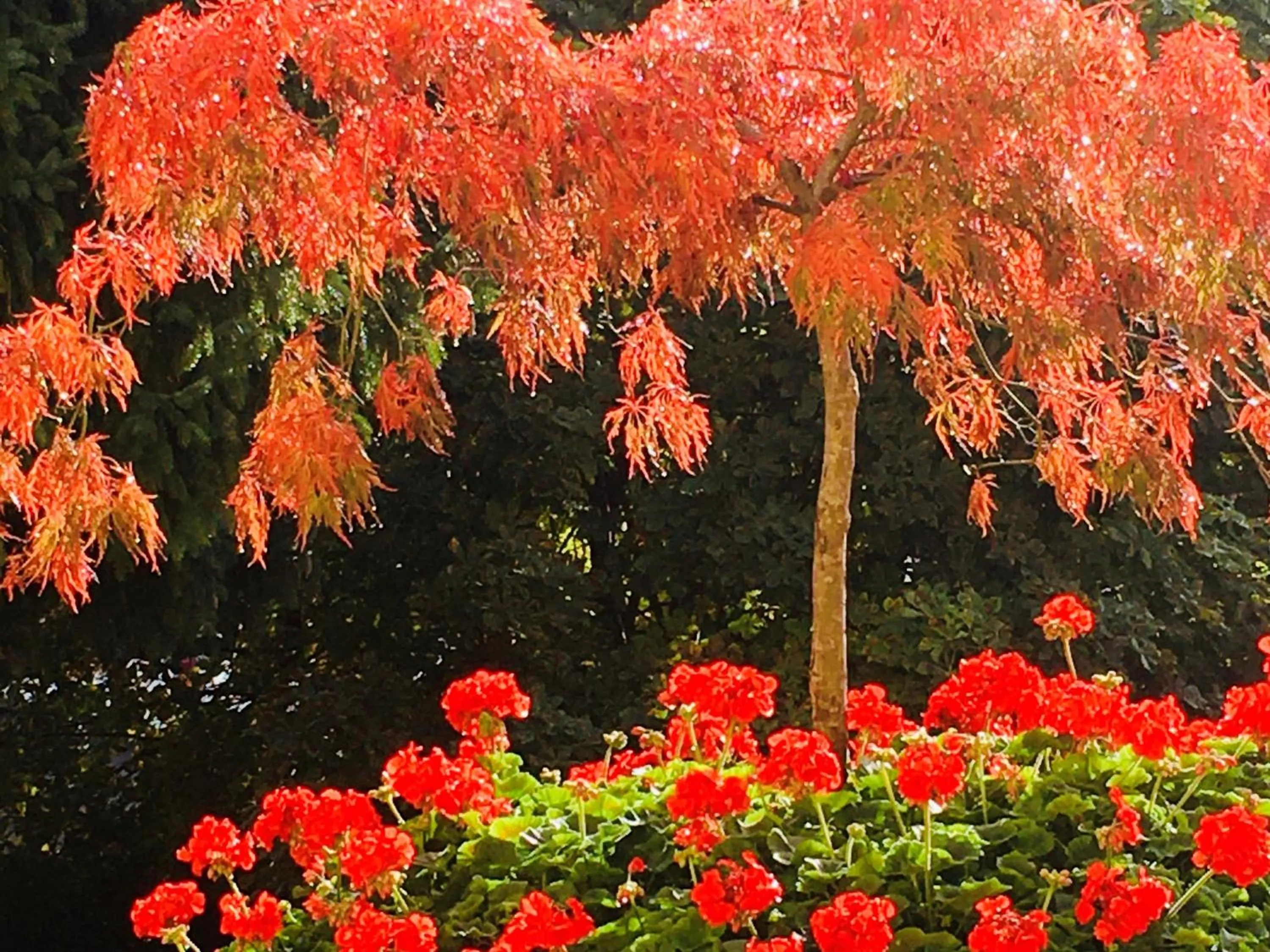 Summer in Residence Villa Stella