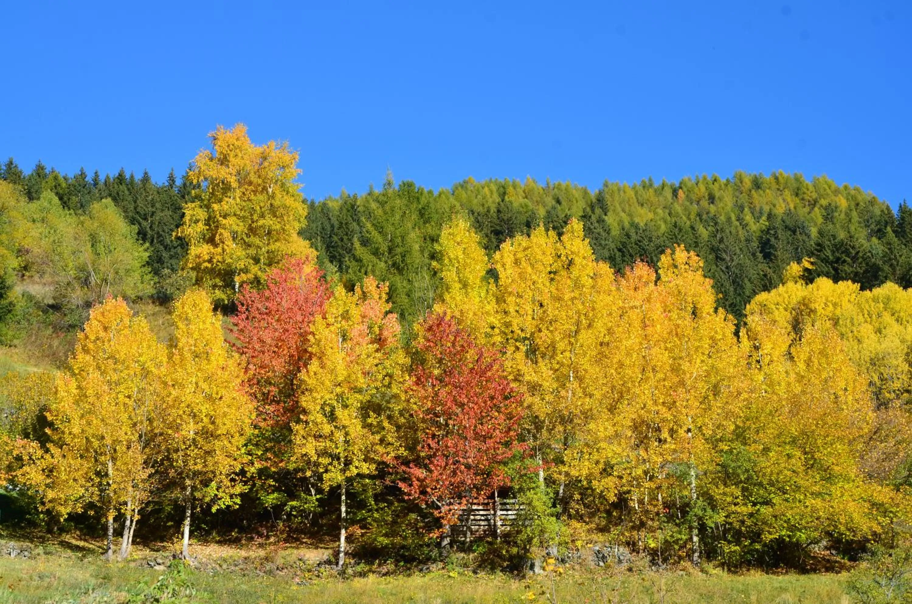 Hiking in Meublè Rosalpina