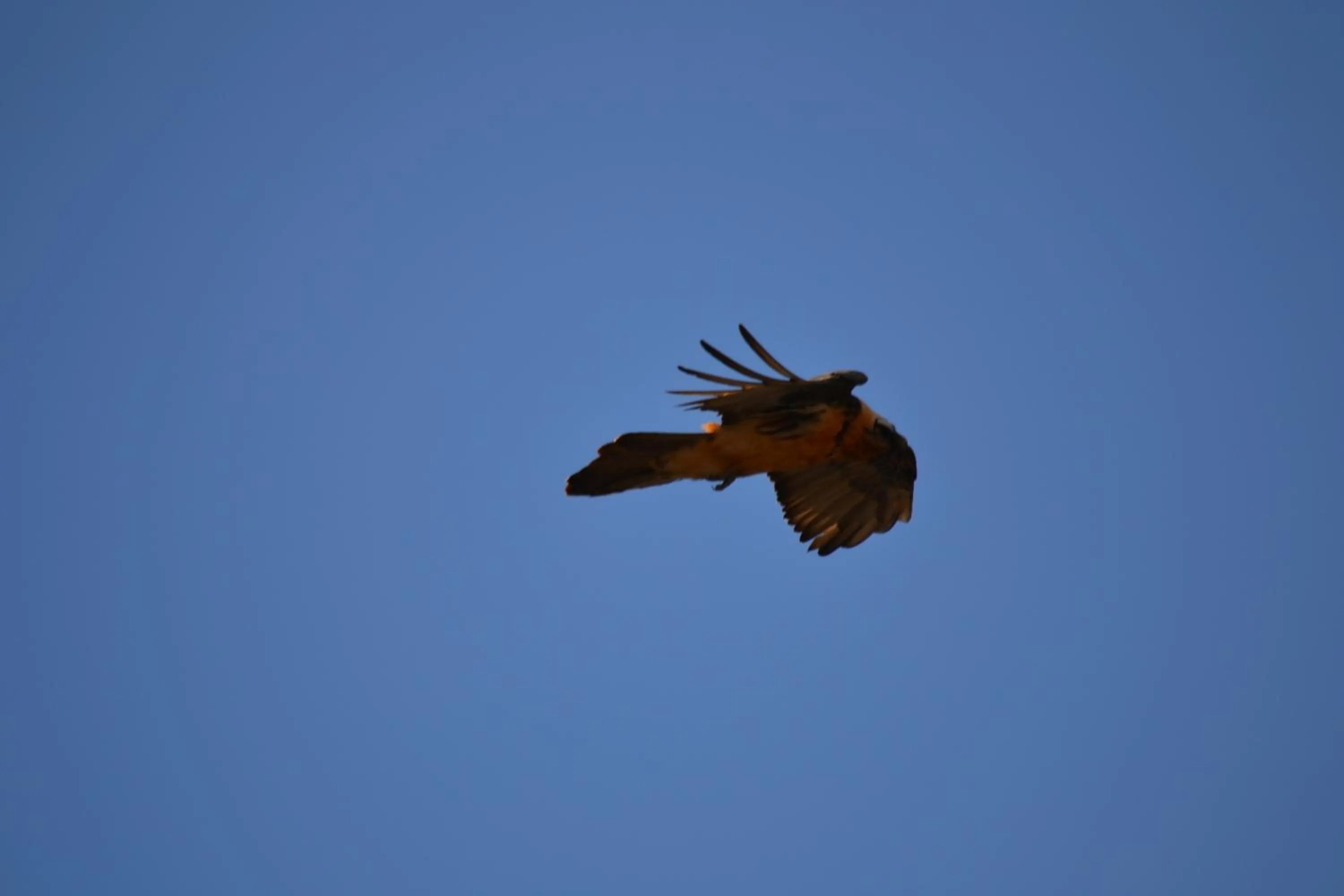 Day in Meublè Rosalpina