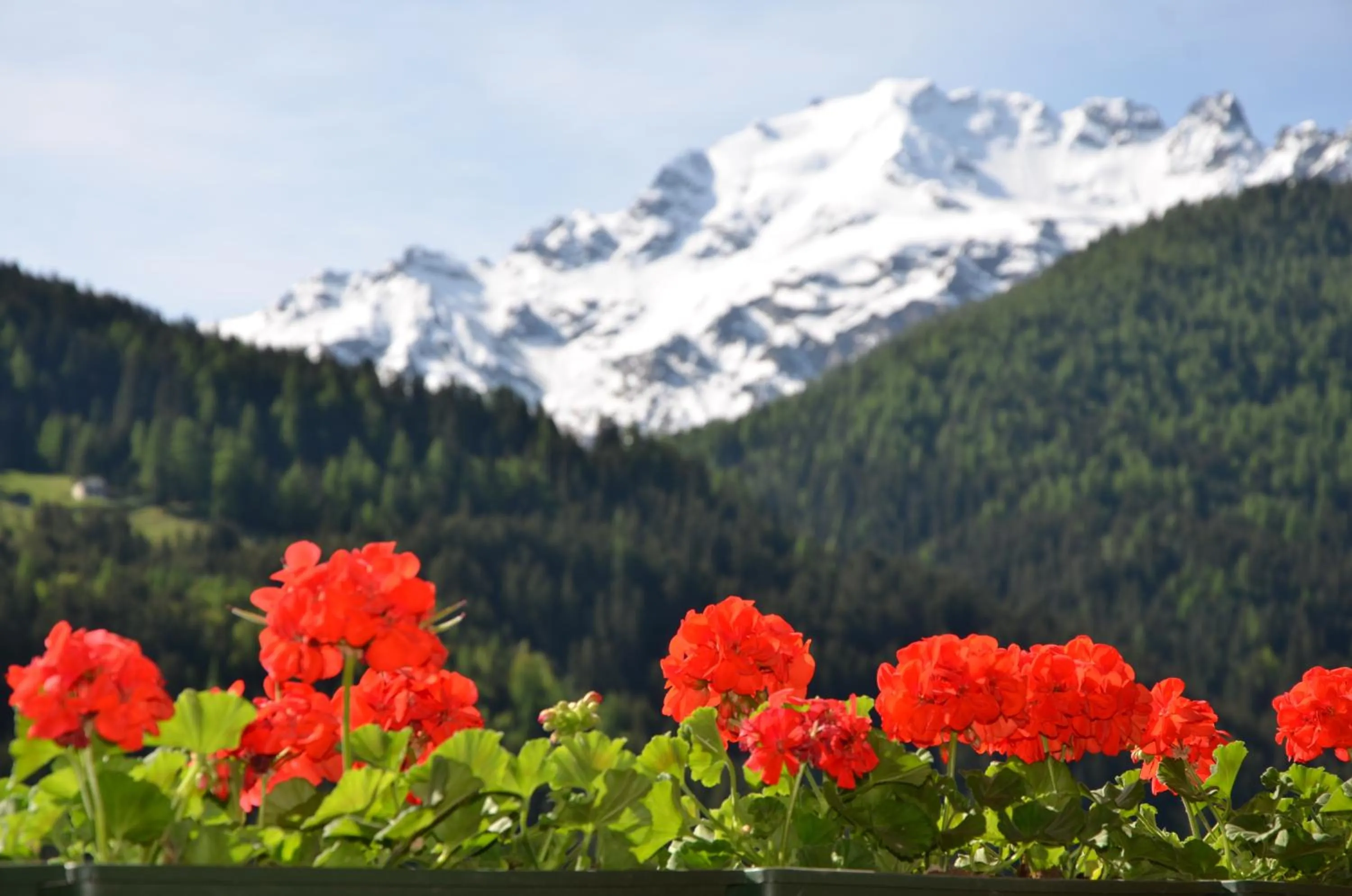 Balcony/Terrace in Meublè Rosalpina