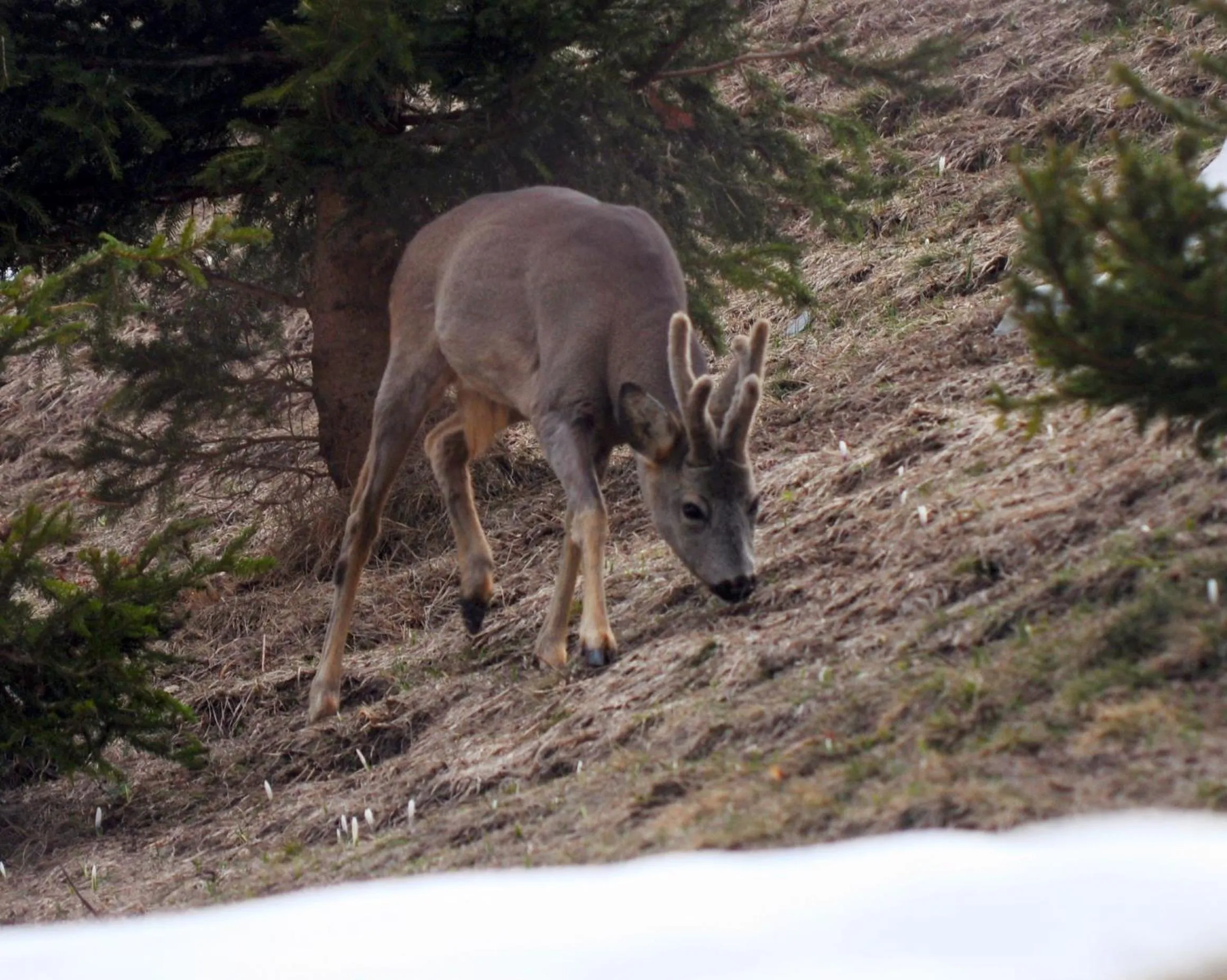 Hiking in Meublè Rosalpina