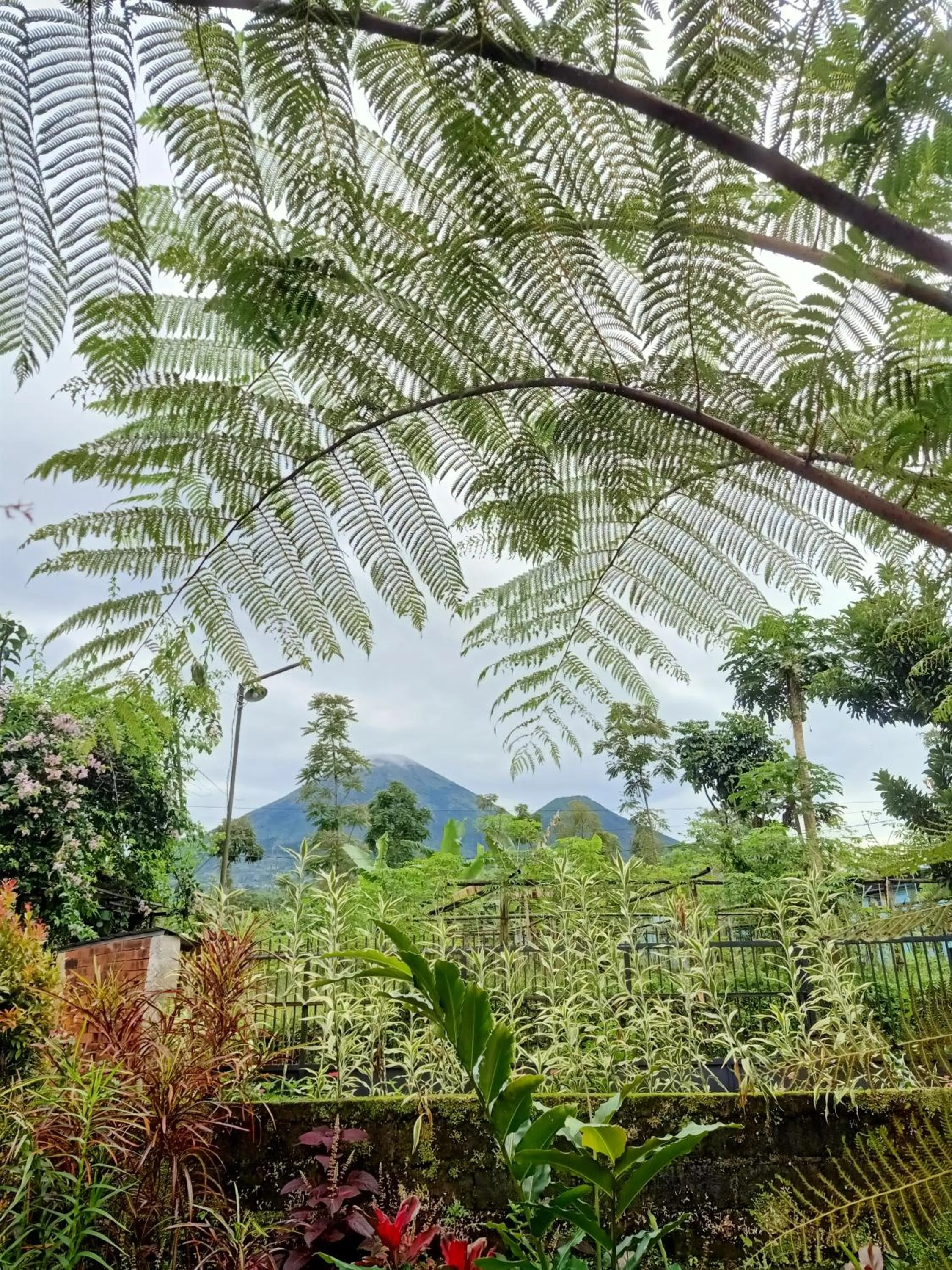 Pondok Bamboo Sendangsari