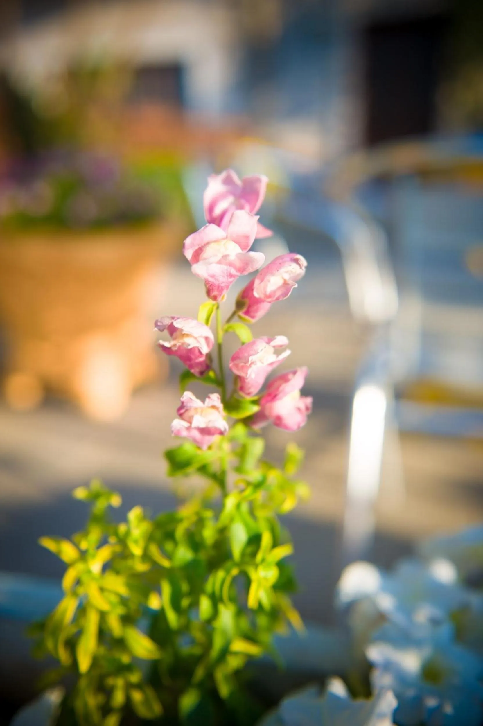 Natural landscape in SeaFront Stone Suites