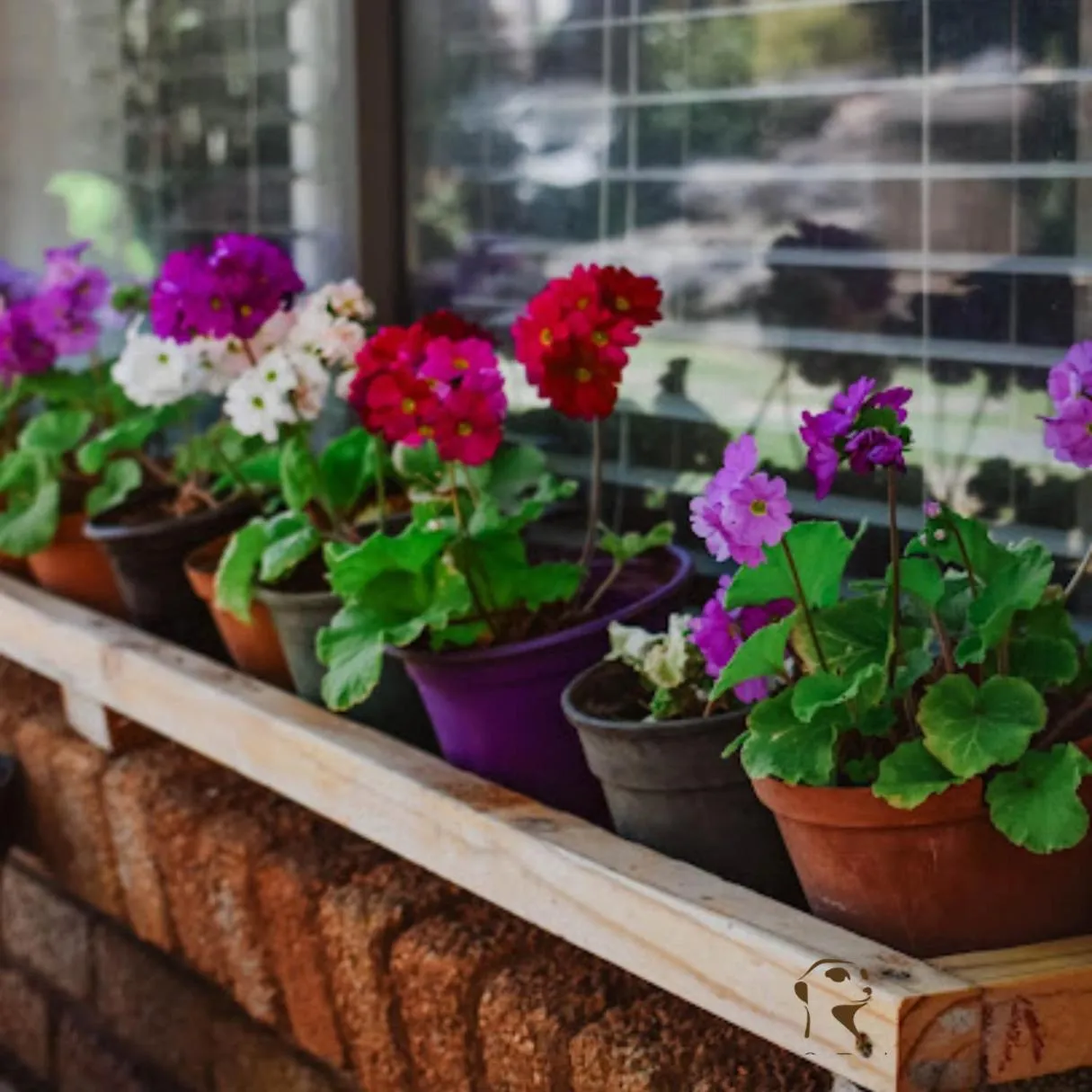 Garden in Eldorado Lodge CC