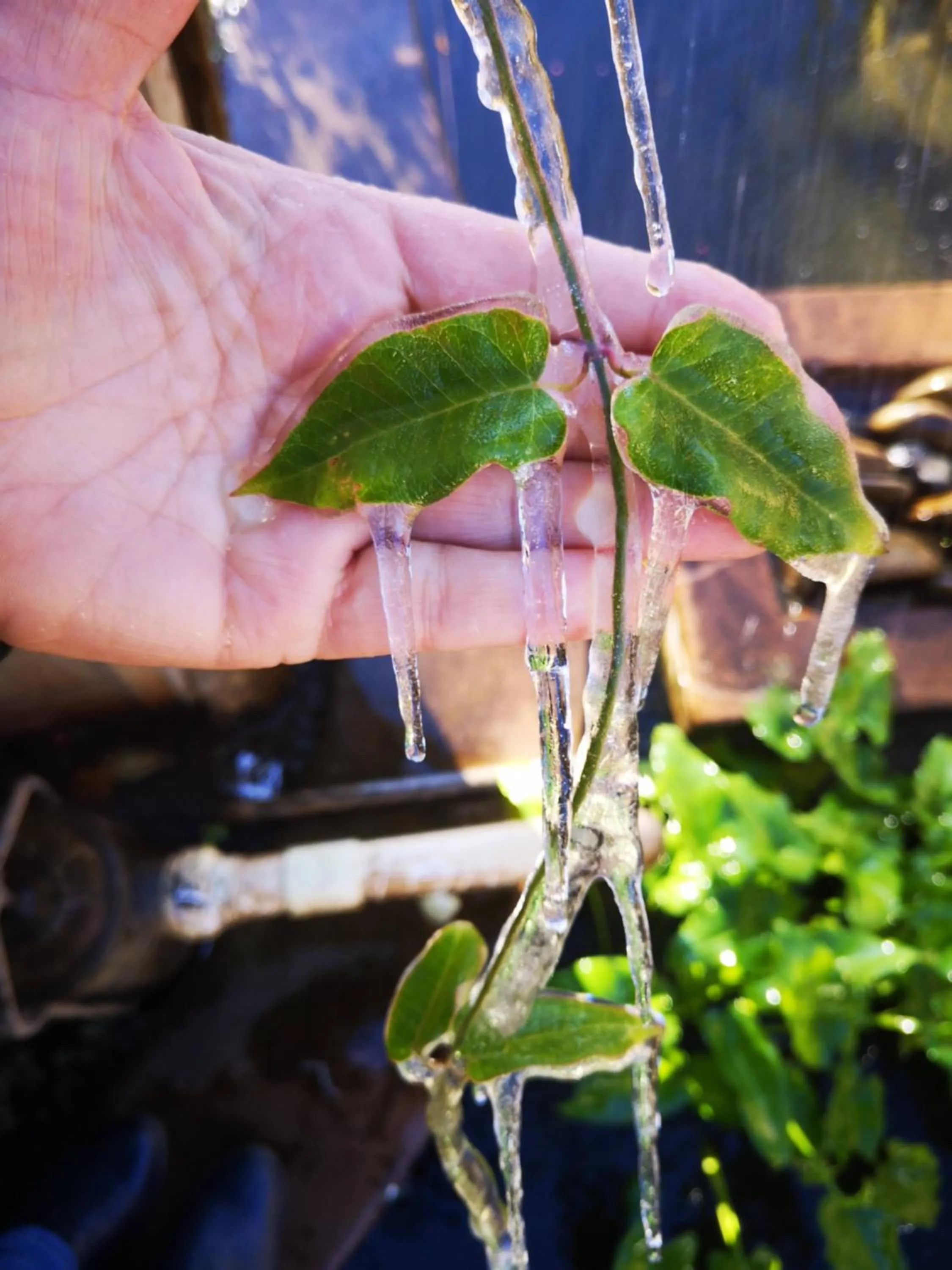 Winter in Eldorado Lodge CC