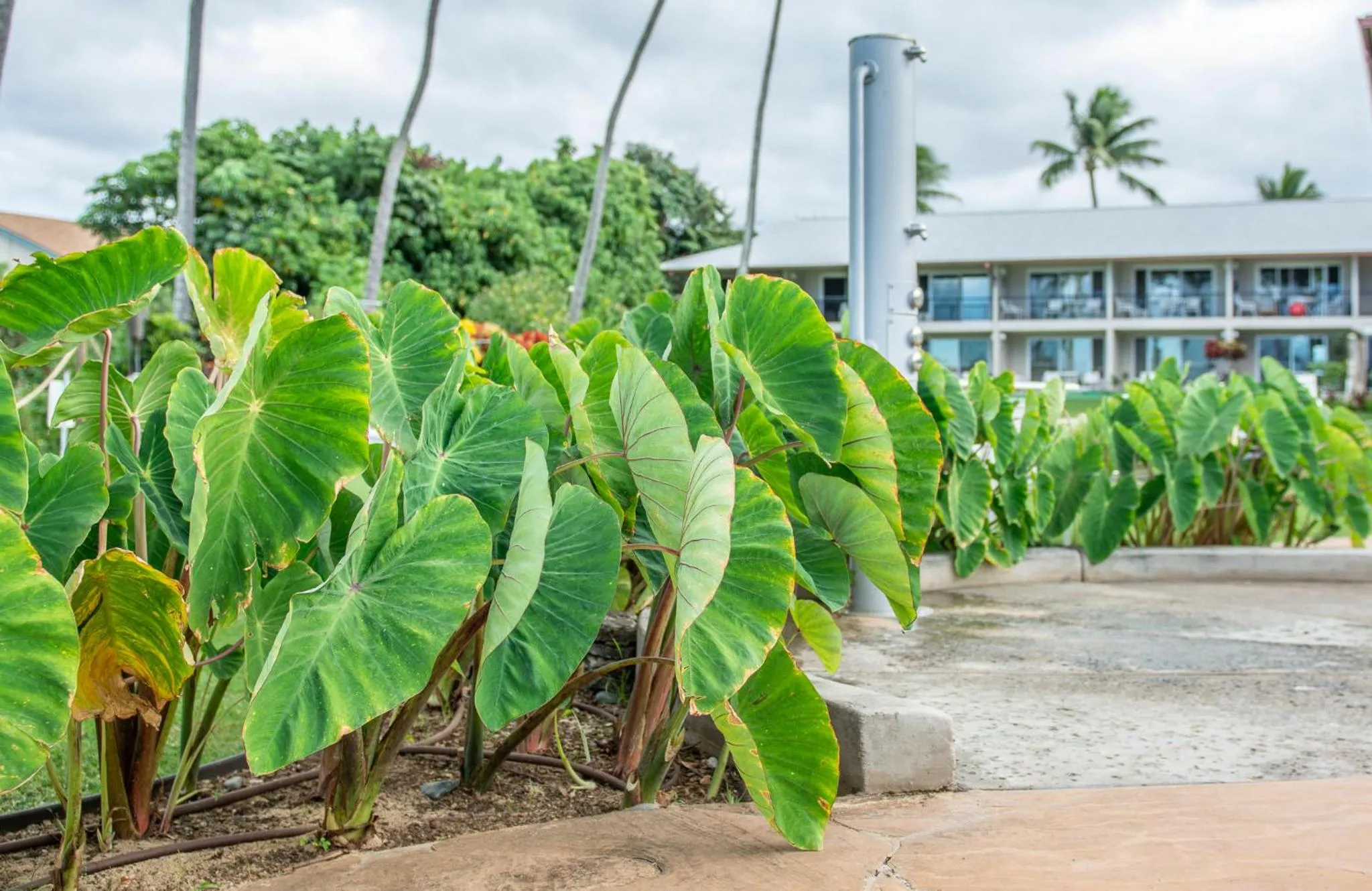 Garden in Nāpili Surf Beach Resort by Castle
