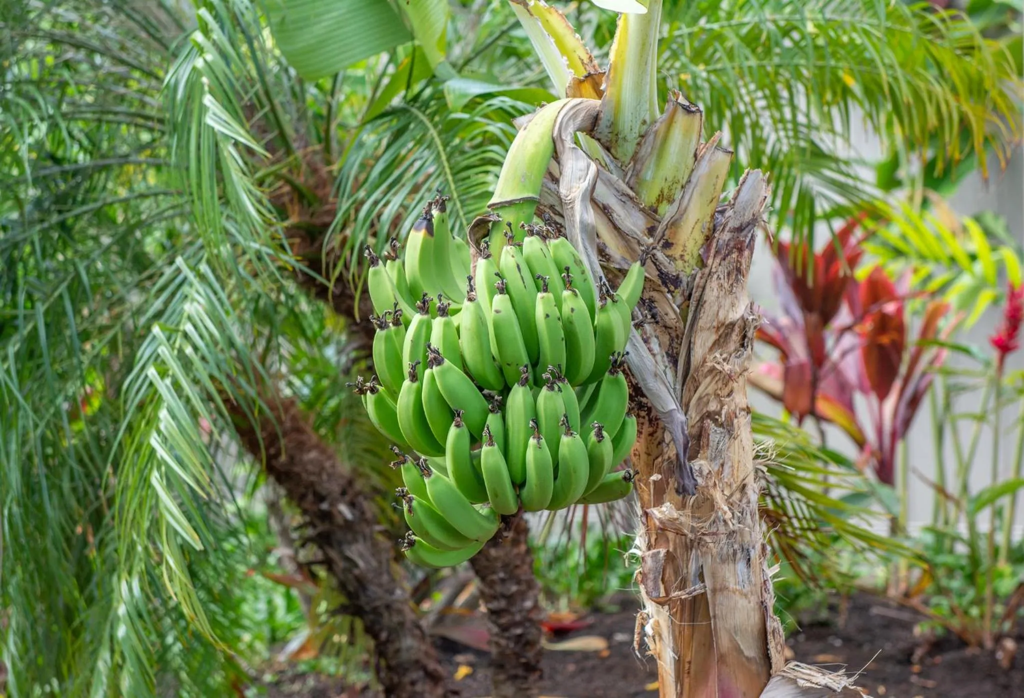 Natural landscape in Nāpili Surf Beach Resort by Castle
