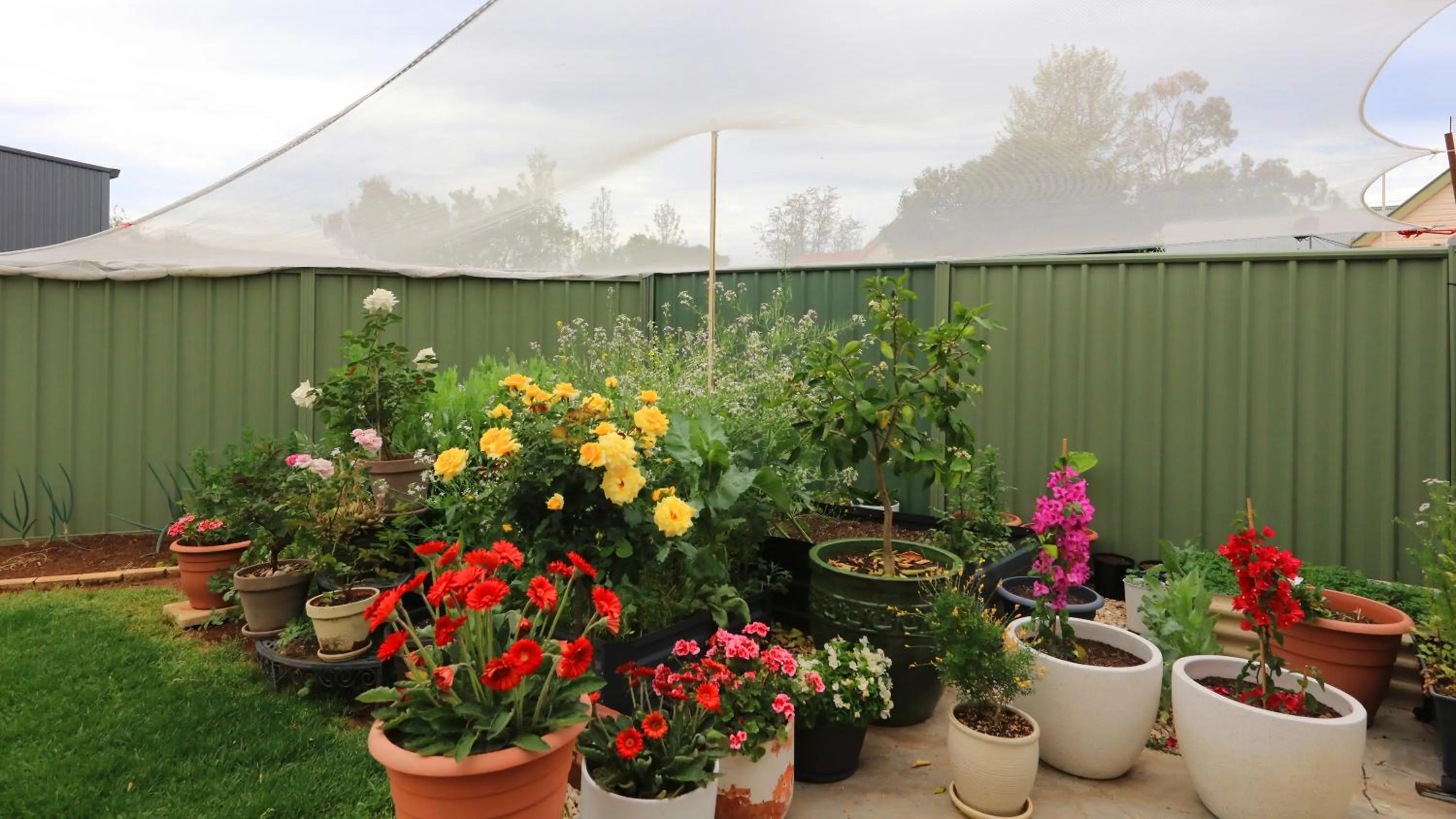 Garden in Sapphire City Motor Inn