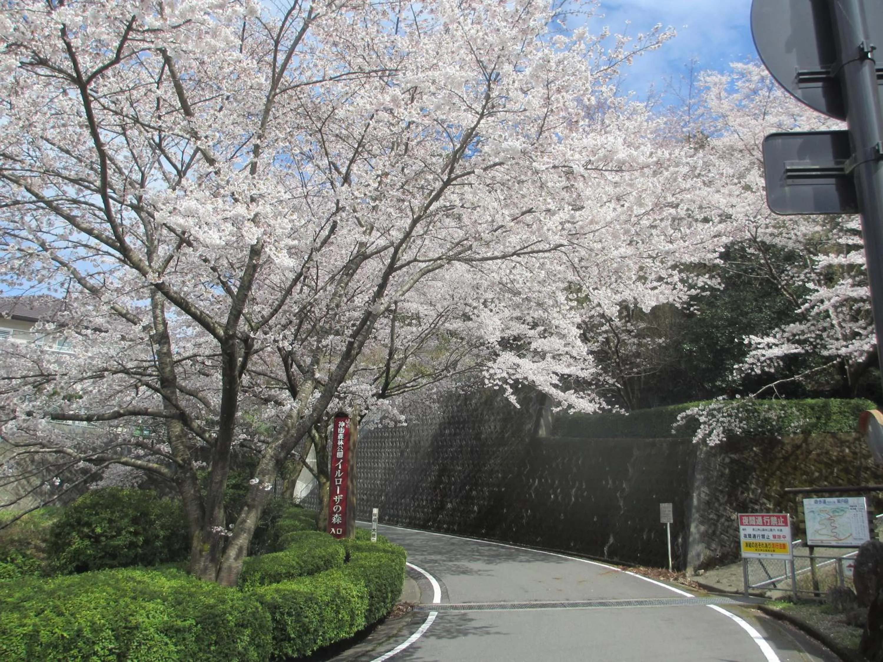 Spring in Hotel Sunroute Tokushima