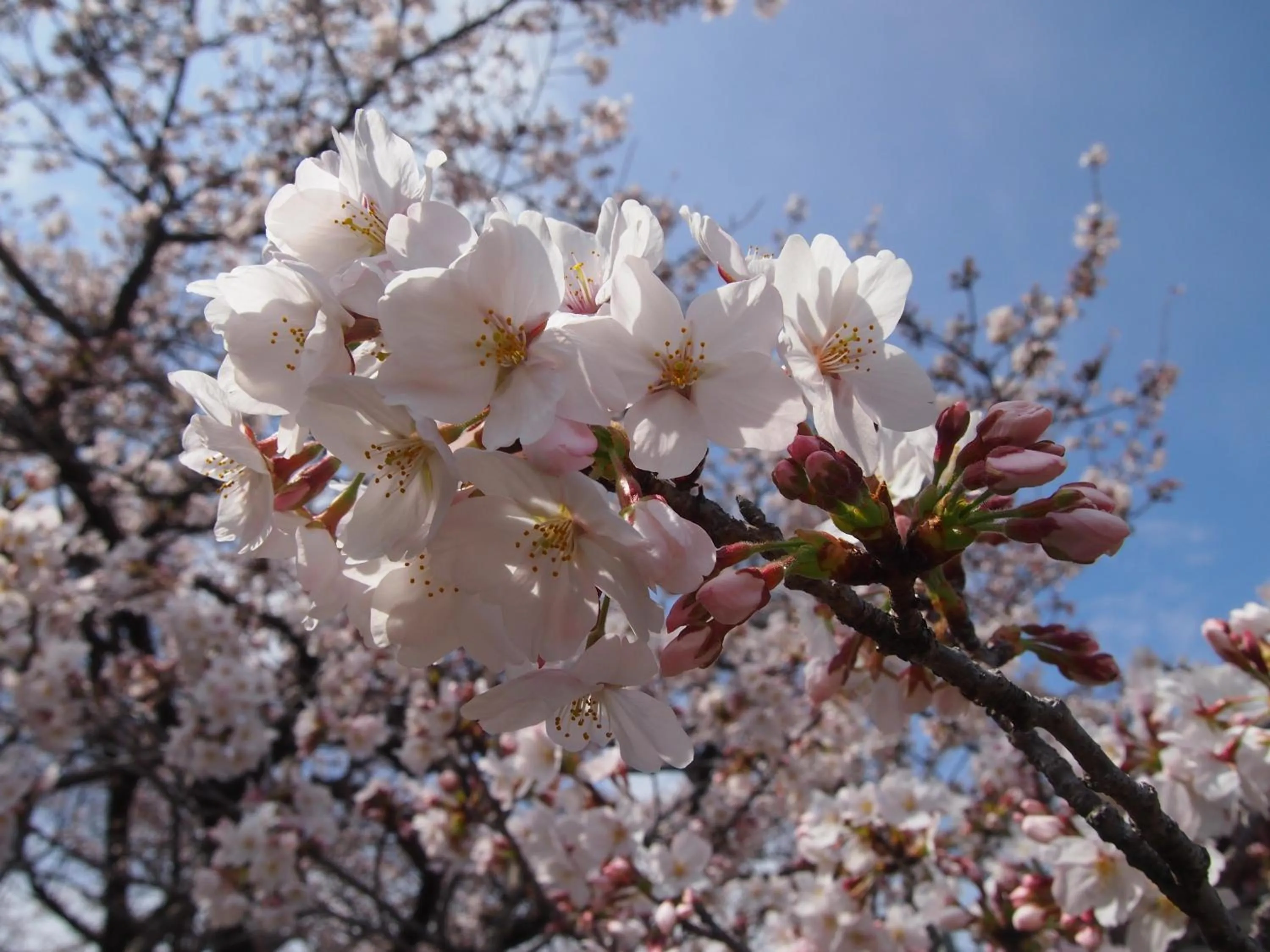Spring in Hotel Sunroute Tokushima