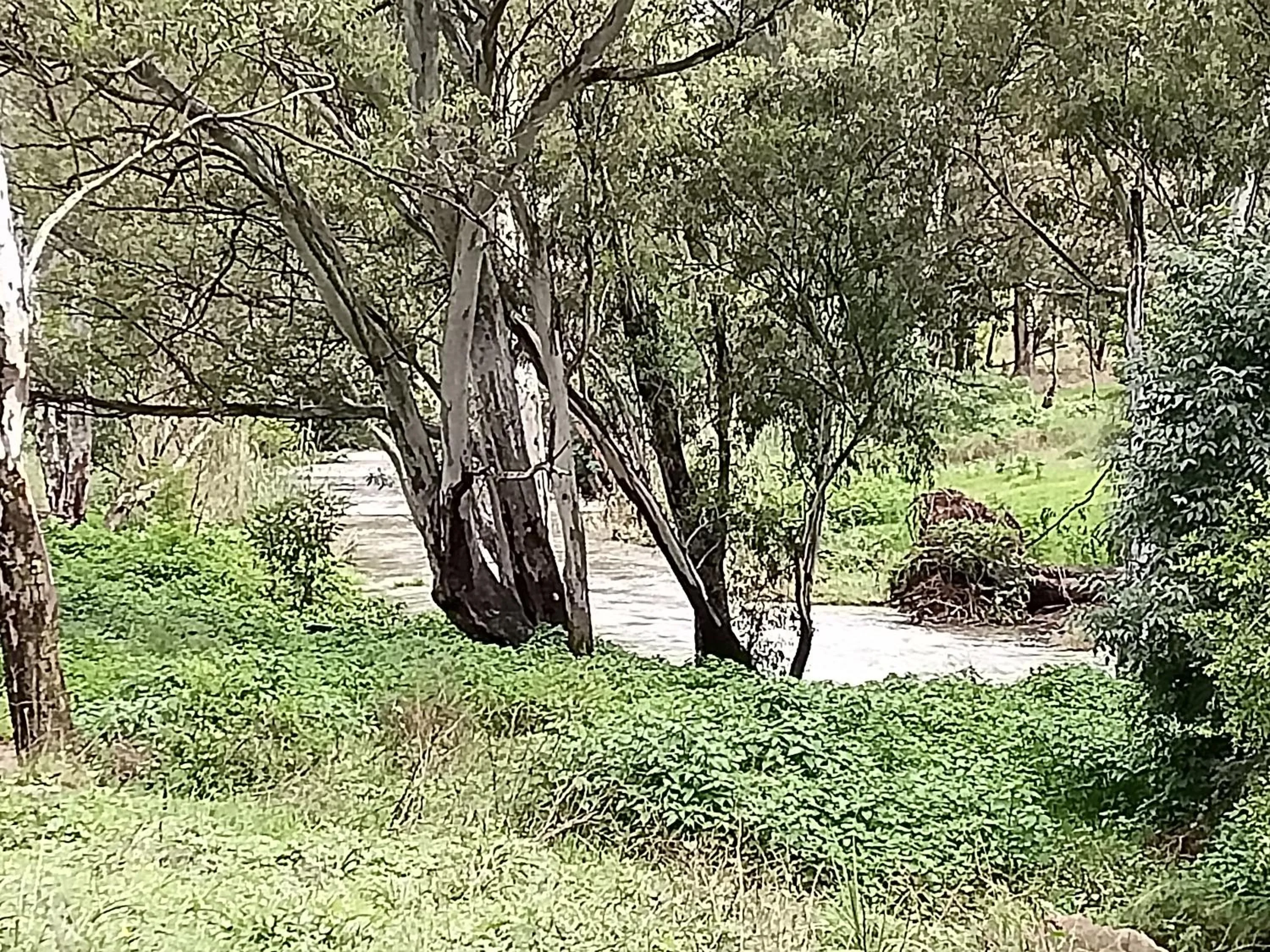 Spring in Moonflower Cottages