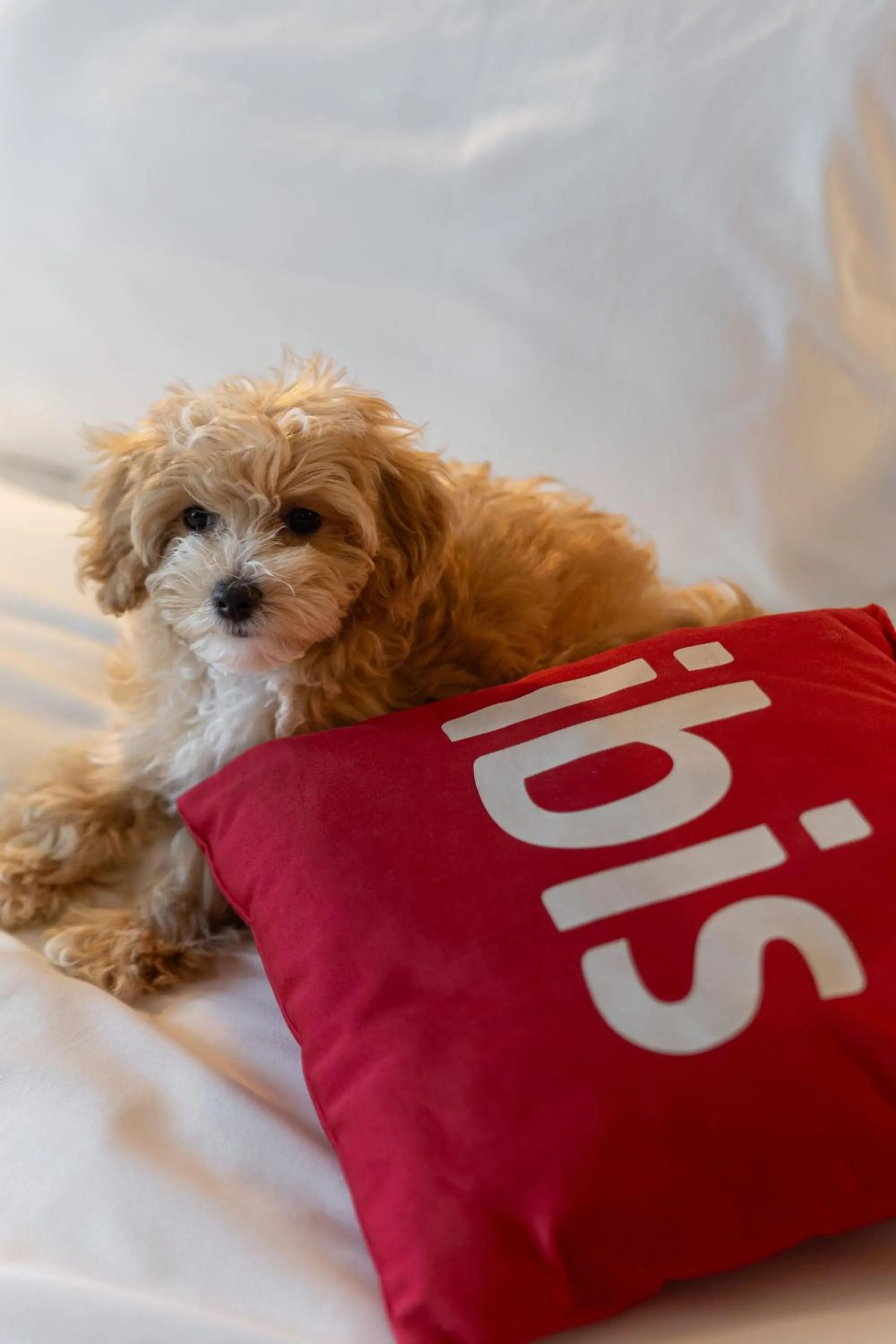 Animals in ibis Kyiv City Center