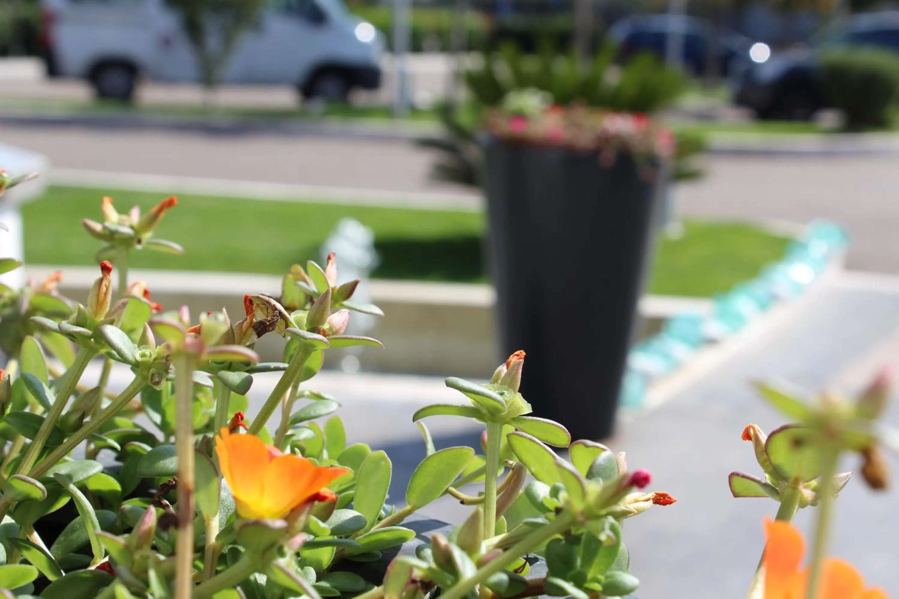 Garden in Hotel Aquila