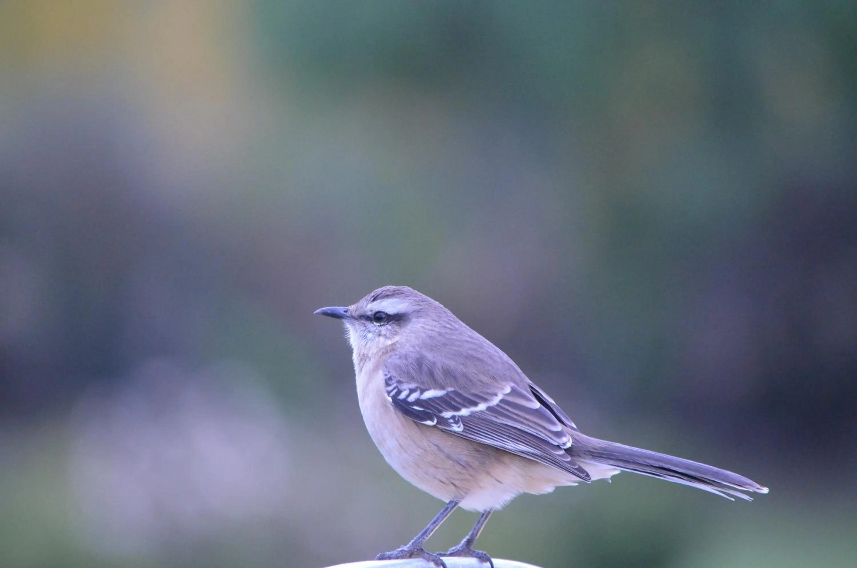 Animals in Howard Johnson Resort Spa & Convention Center