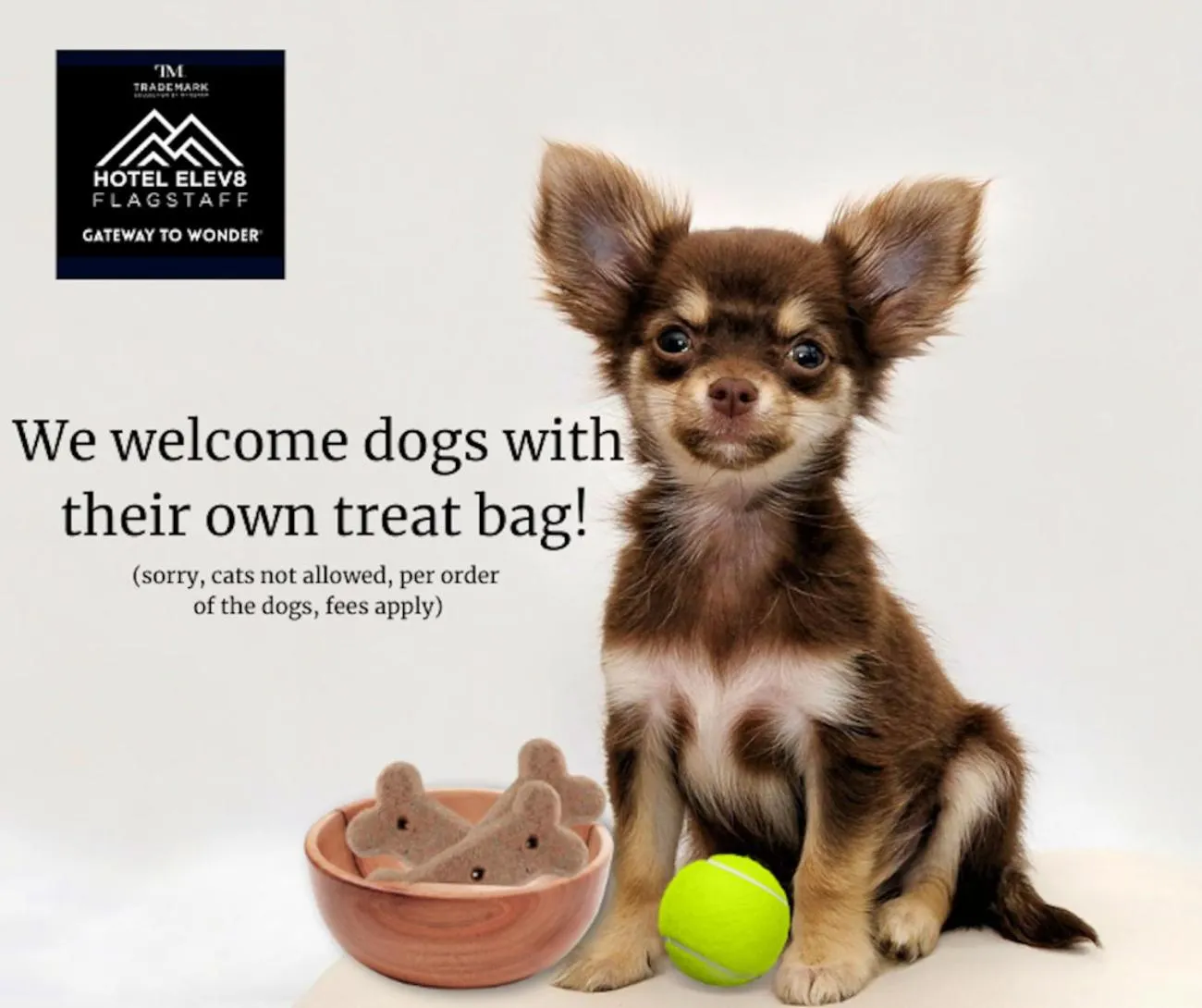 Pets in Hotel Elev8 Flagstaff, Trademark Collection by Wyndham