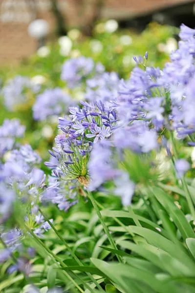 Spring in The Select Inn Gosford