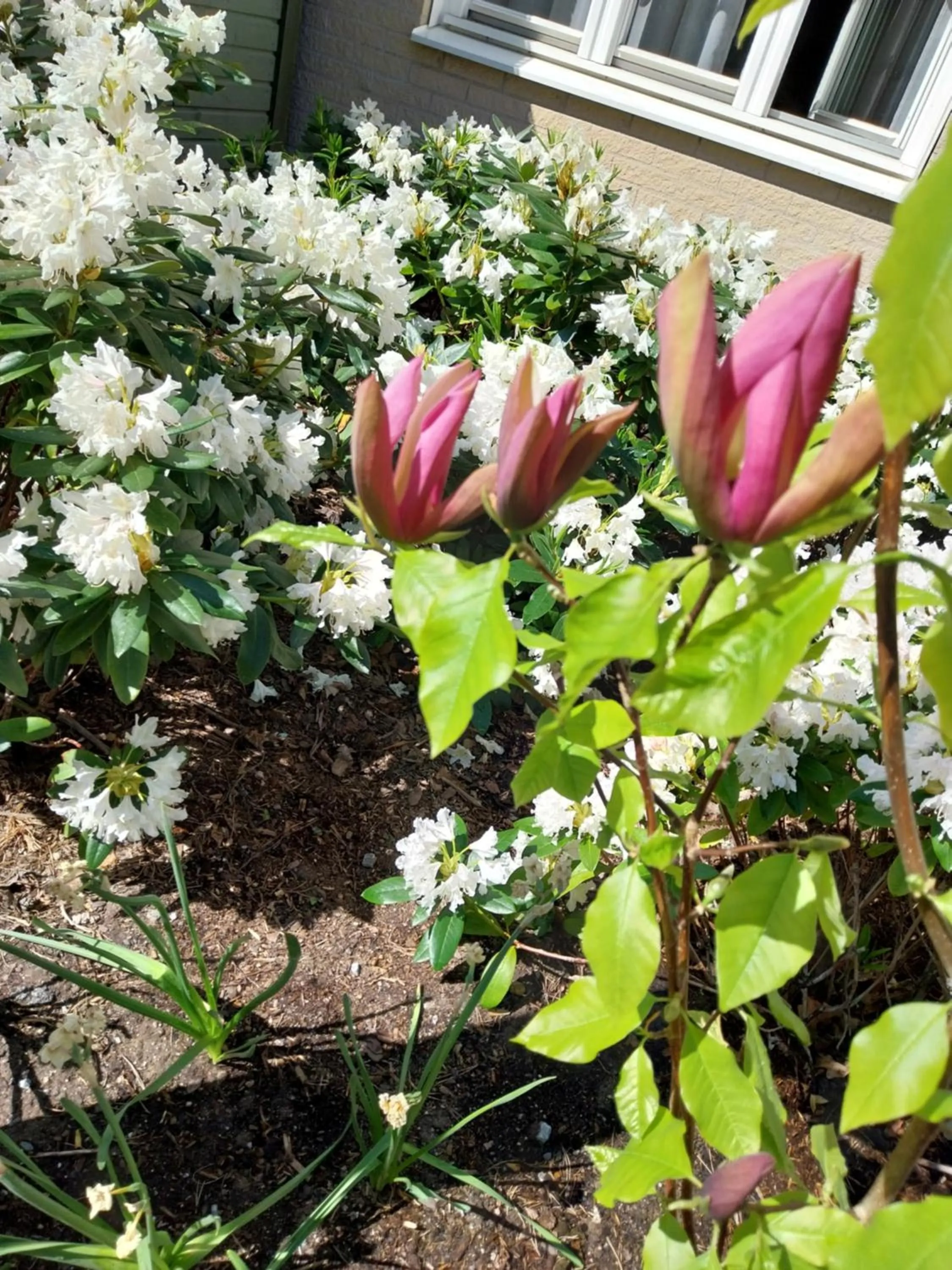 Garden in Best Western Hotel Danderyd