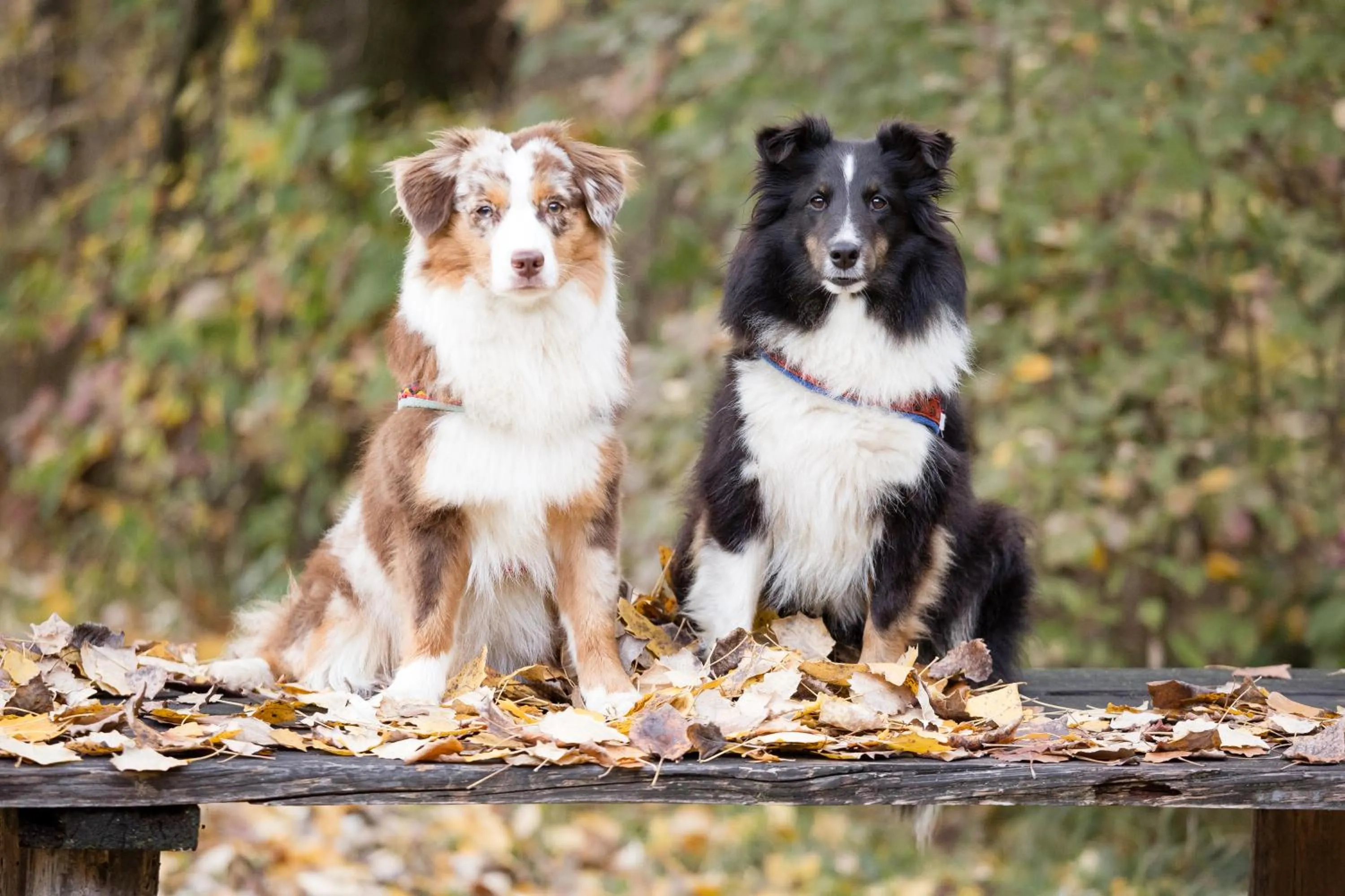 Pets in Hotel Martellerhof