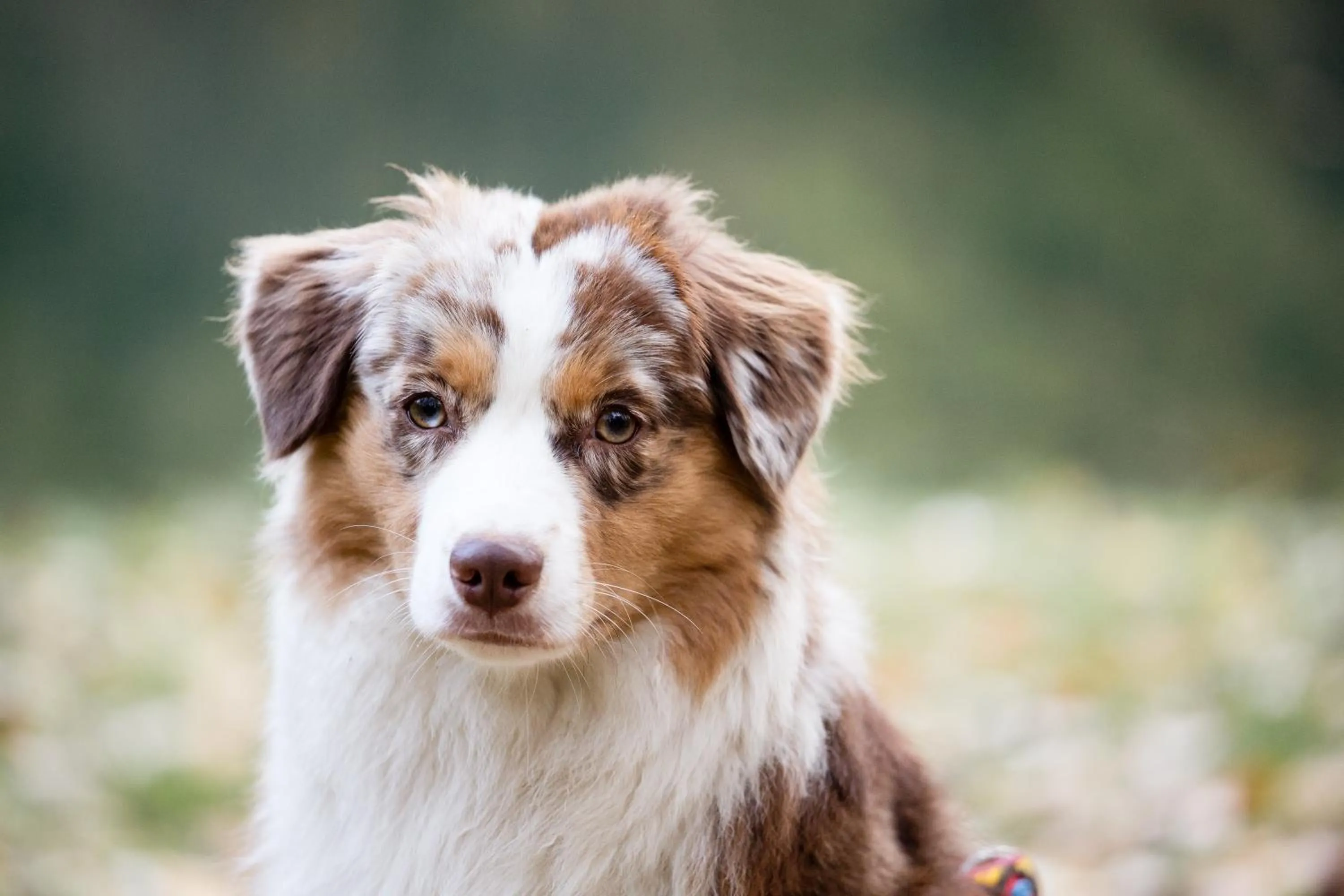 Animals in Hotel Martellerhof