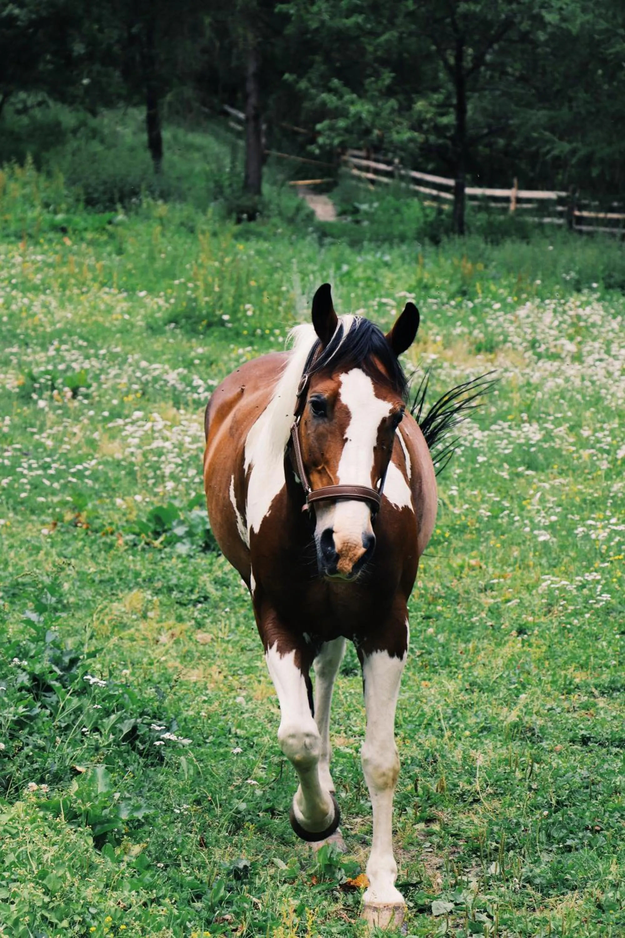 Pets in Hotel Martellerhof