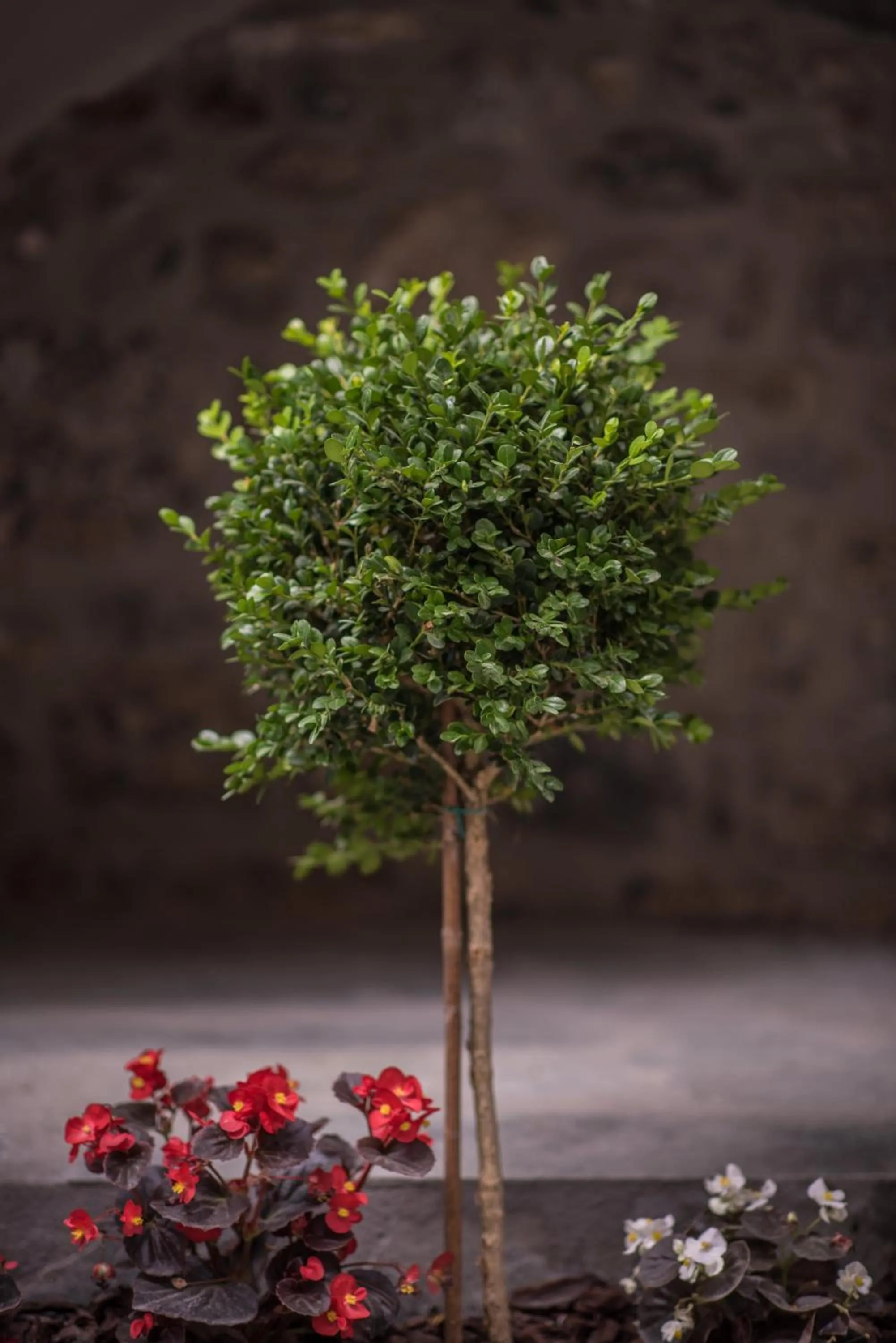 Property building in Mythic Valley