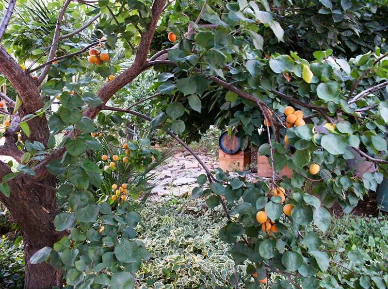 Garden in B&B IreneMarchese Gluten Free