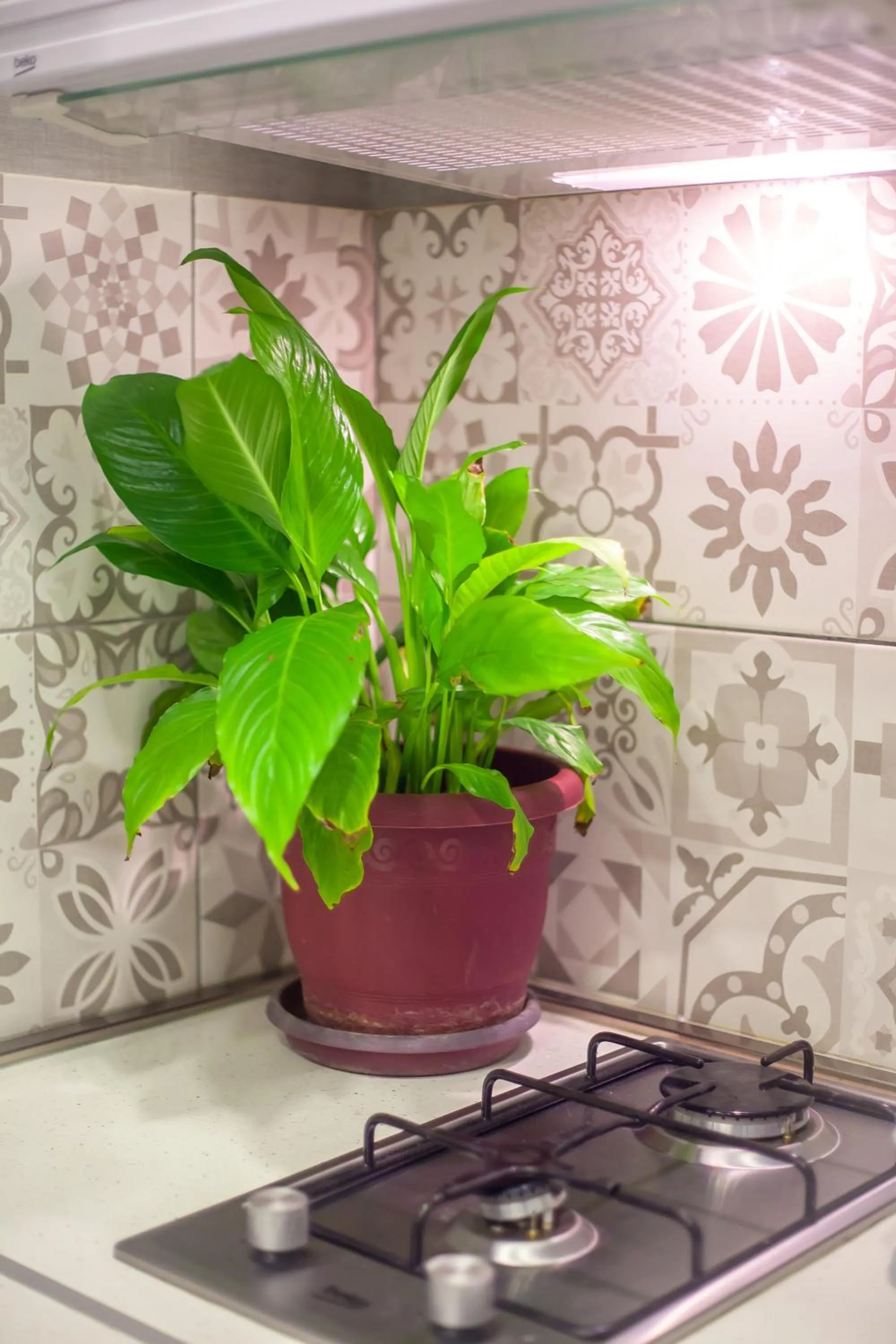 Communal kitchen in Lebu Apartment TBS