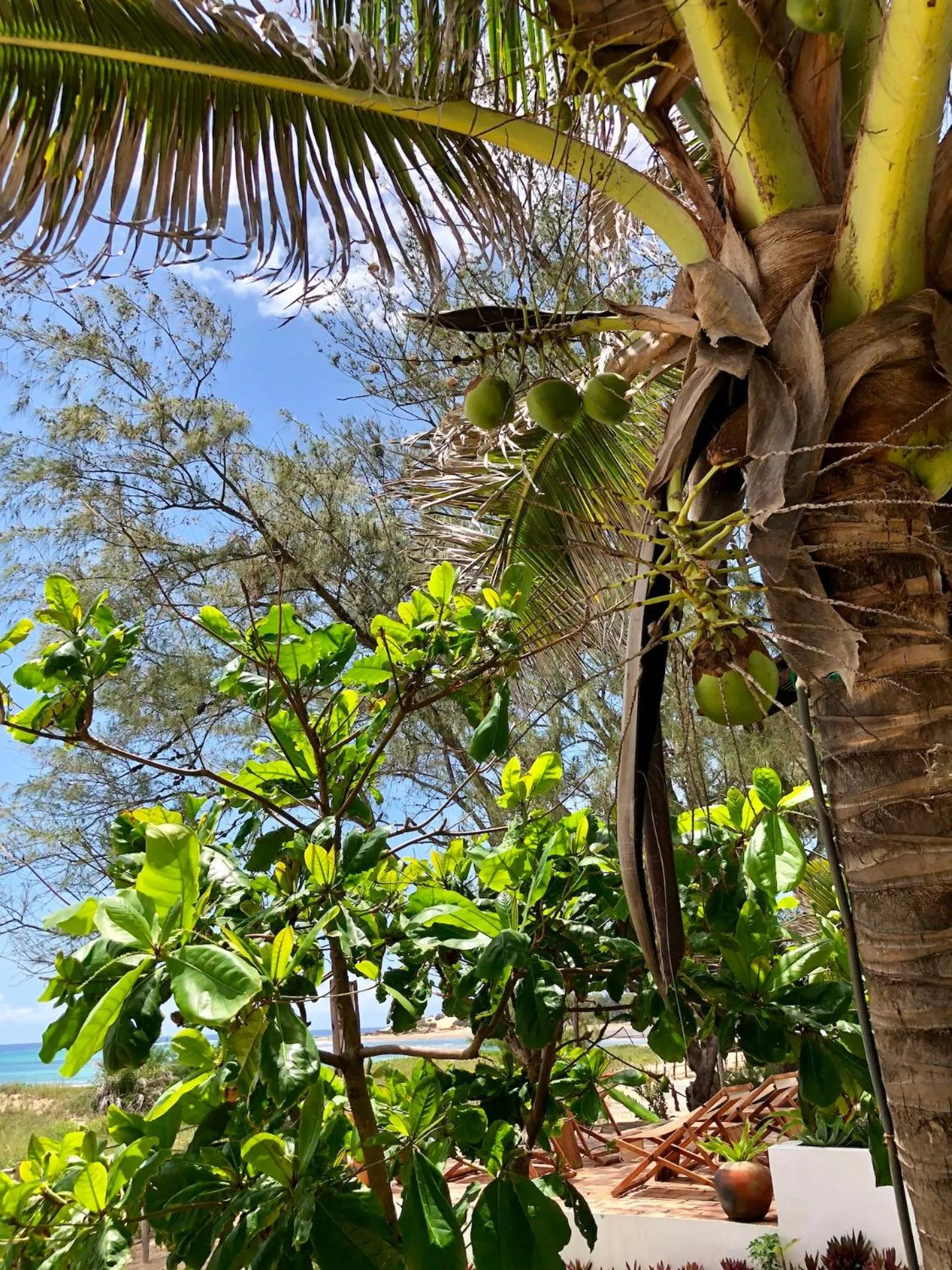 Garden in Liquid Dive Adventures