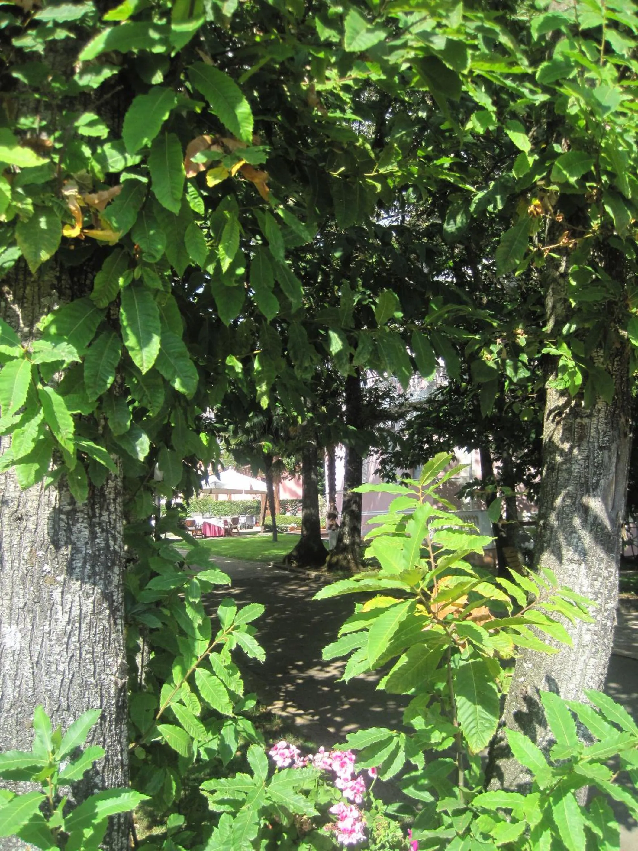 Garden in Hotel Gioia Garden