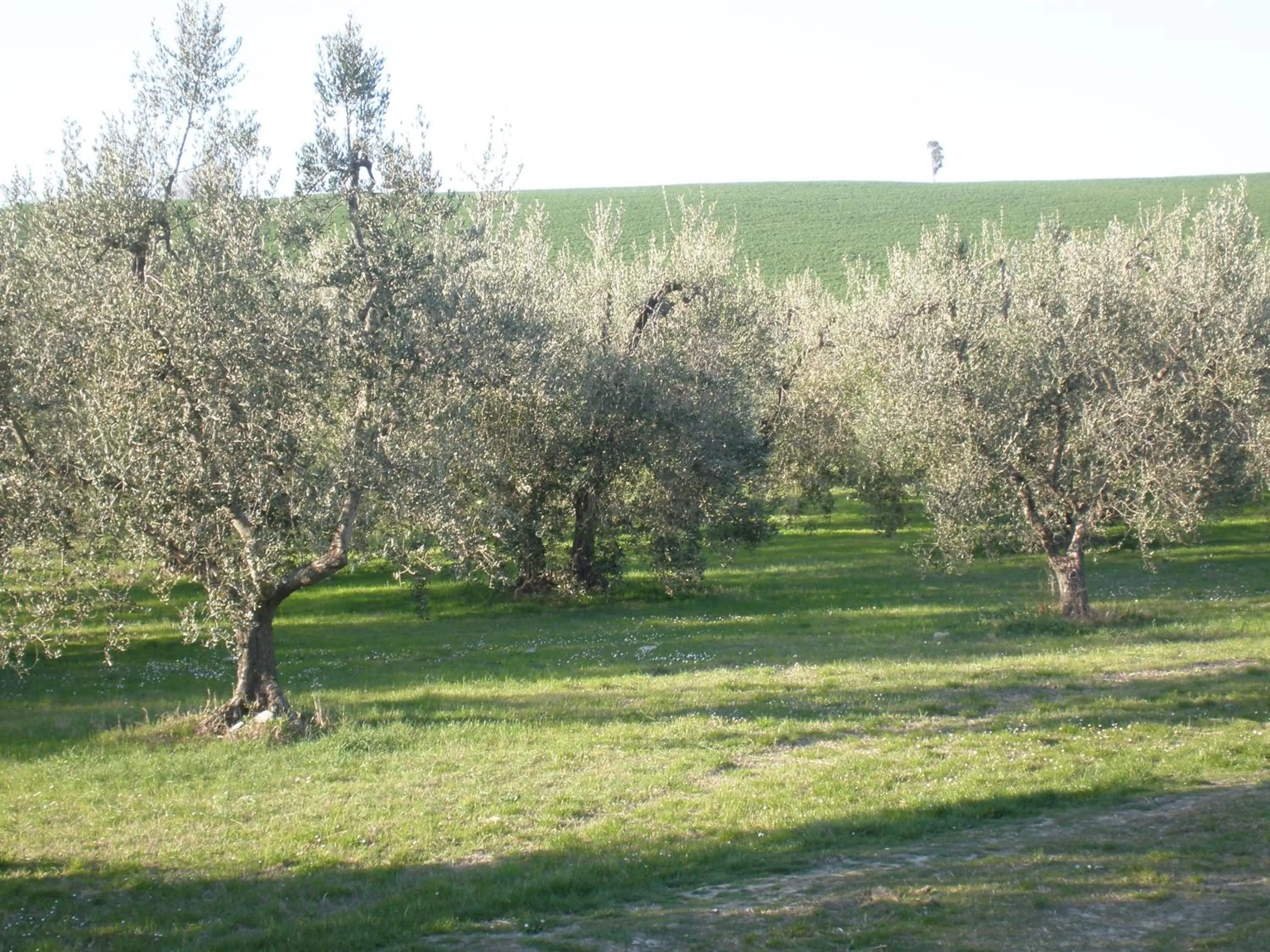 On site in Locanda La Gozzetta