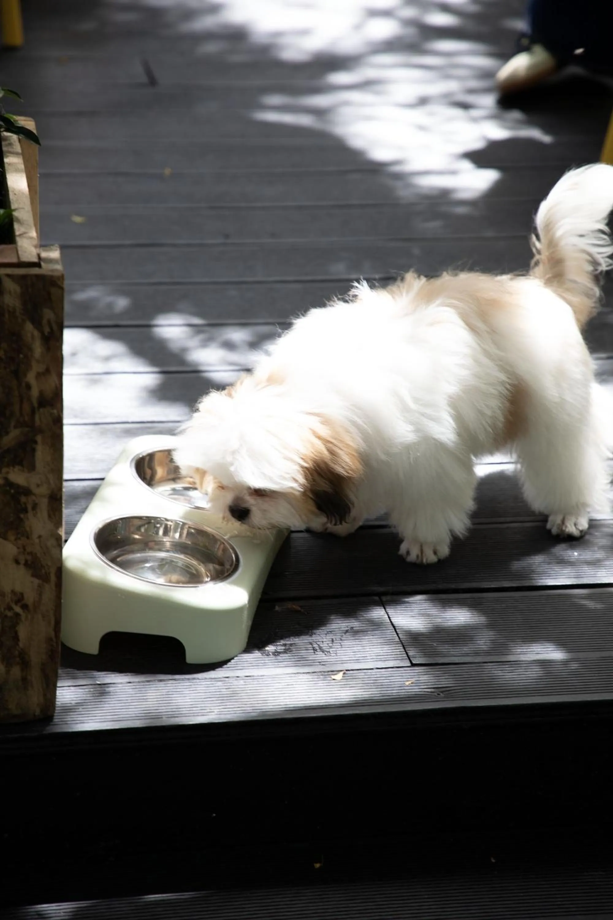 Pets in The Leela Resort & Spa Pattaya