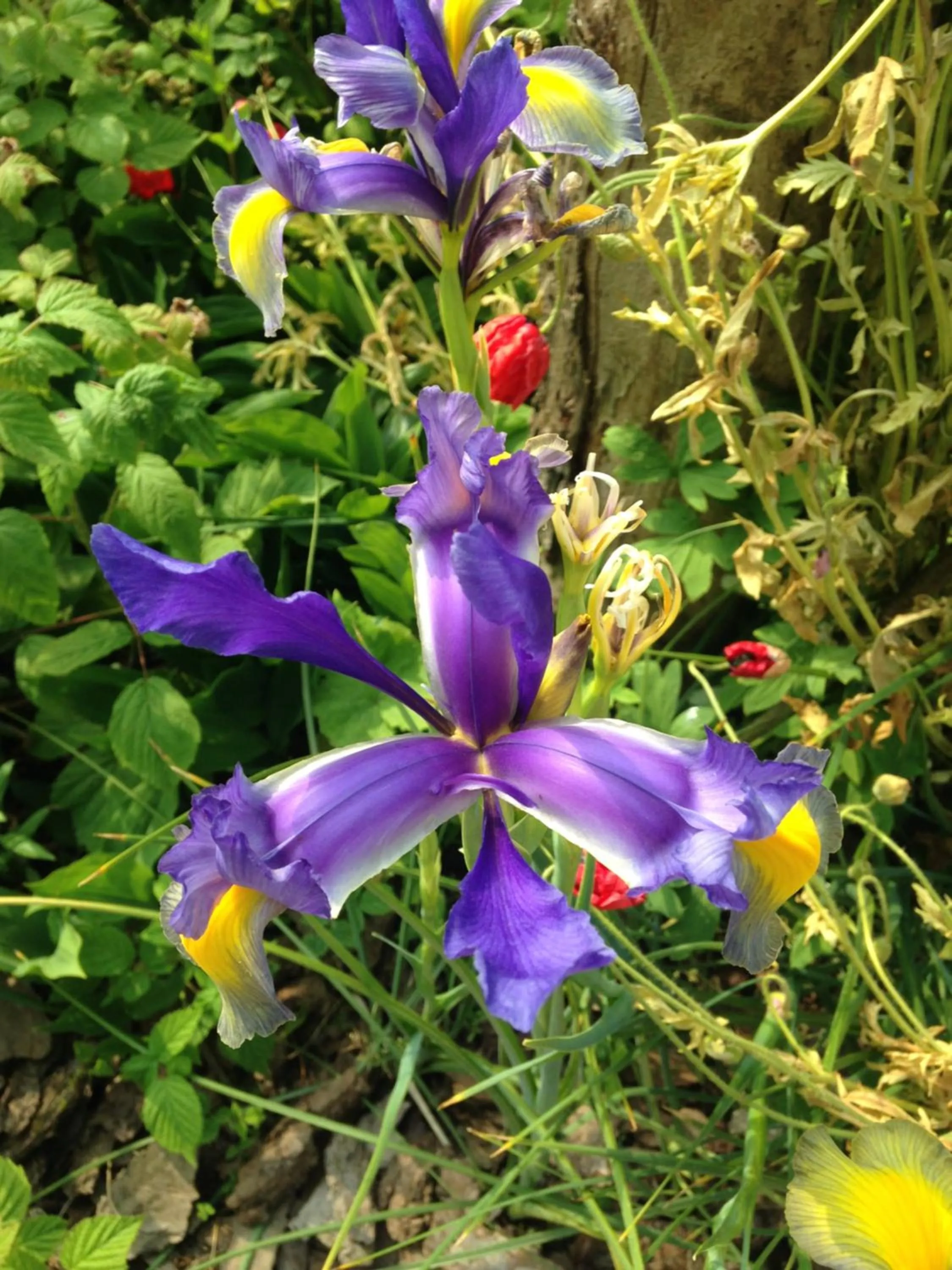 Garden in Greenfield Chambres d'Hôtes