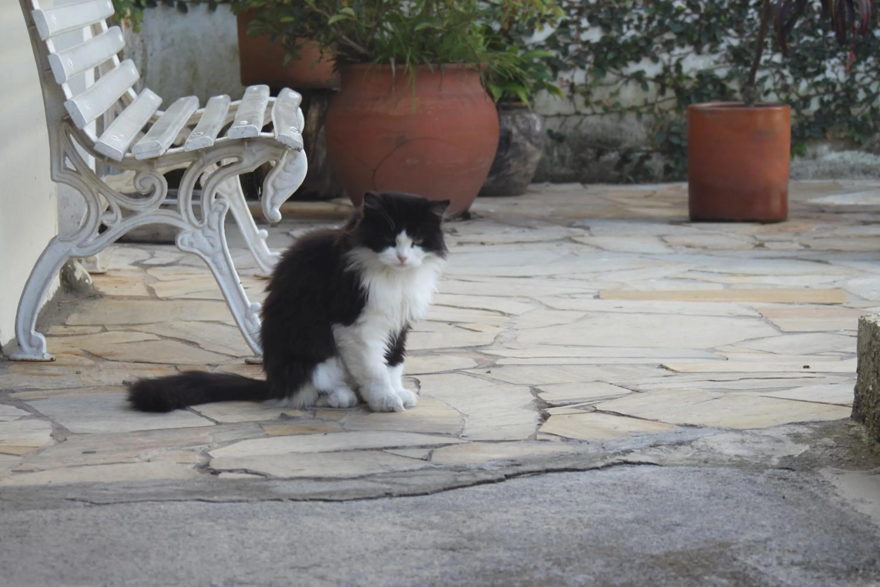 Pets in Hotel Salvador