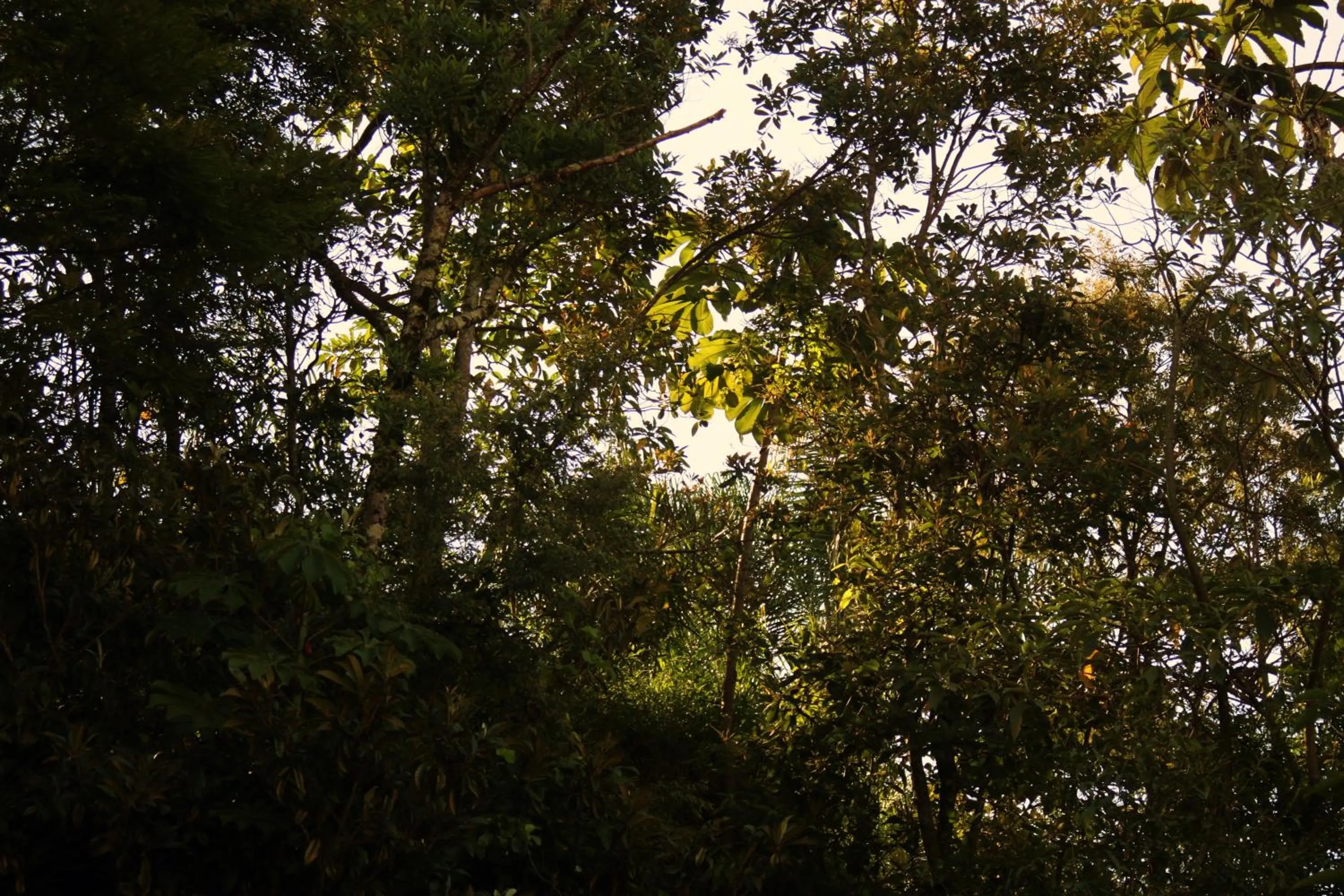 Natural landscape in Hotel Salvador