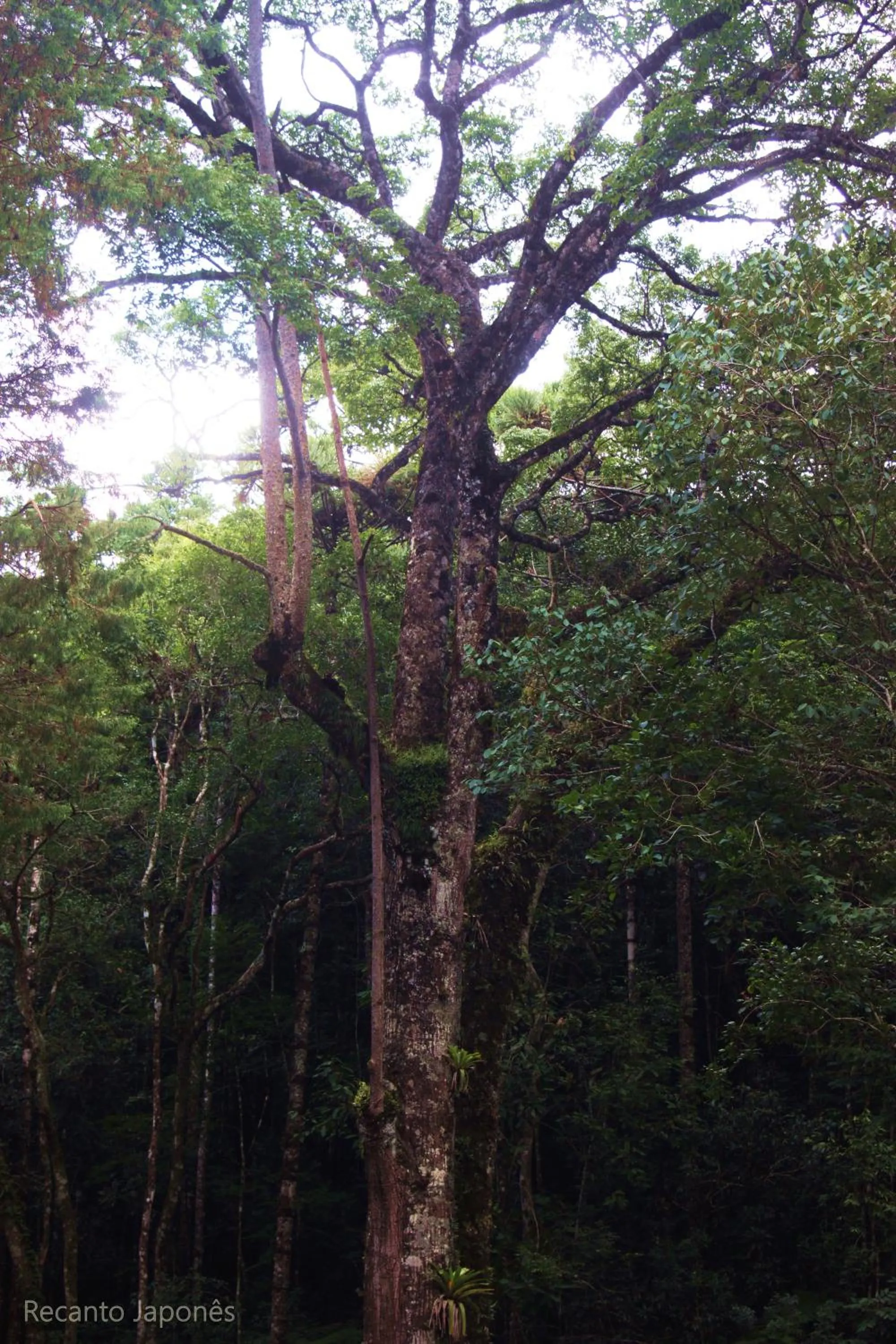 Natural landscape in Hotel Salvador
