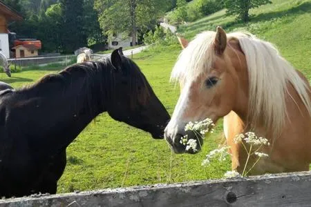 Animals in Haus Traudi