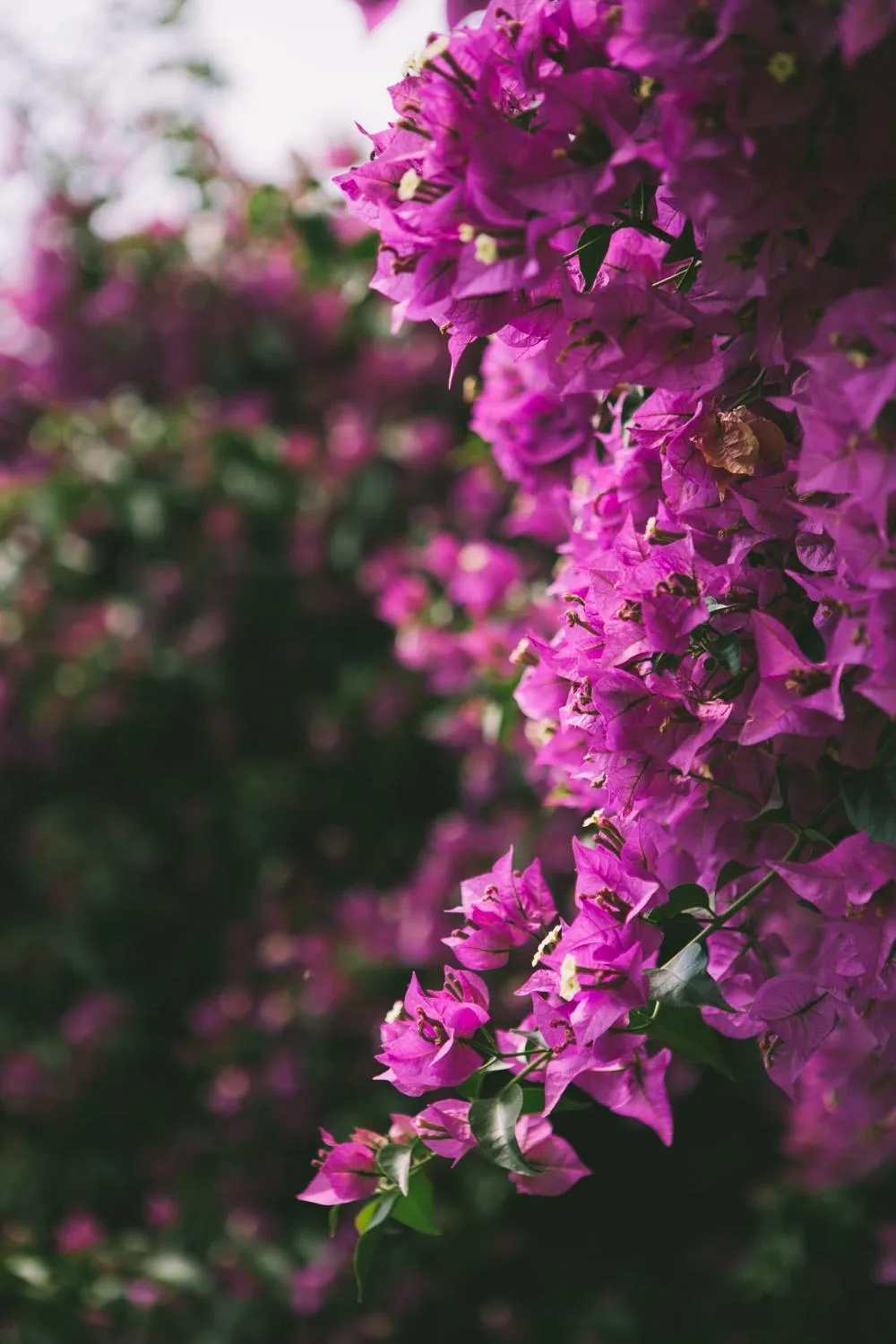 Decorative detail in Hotel Liliana
