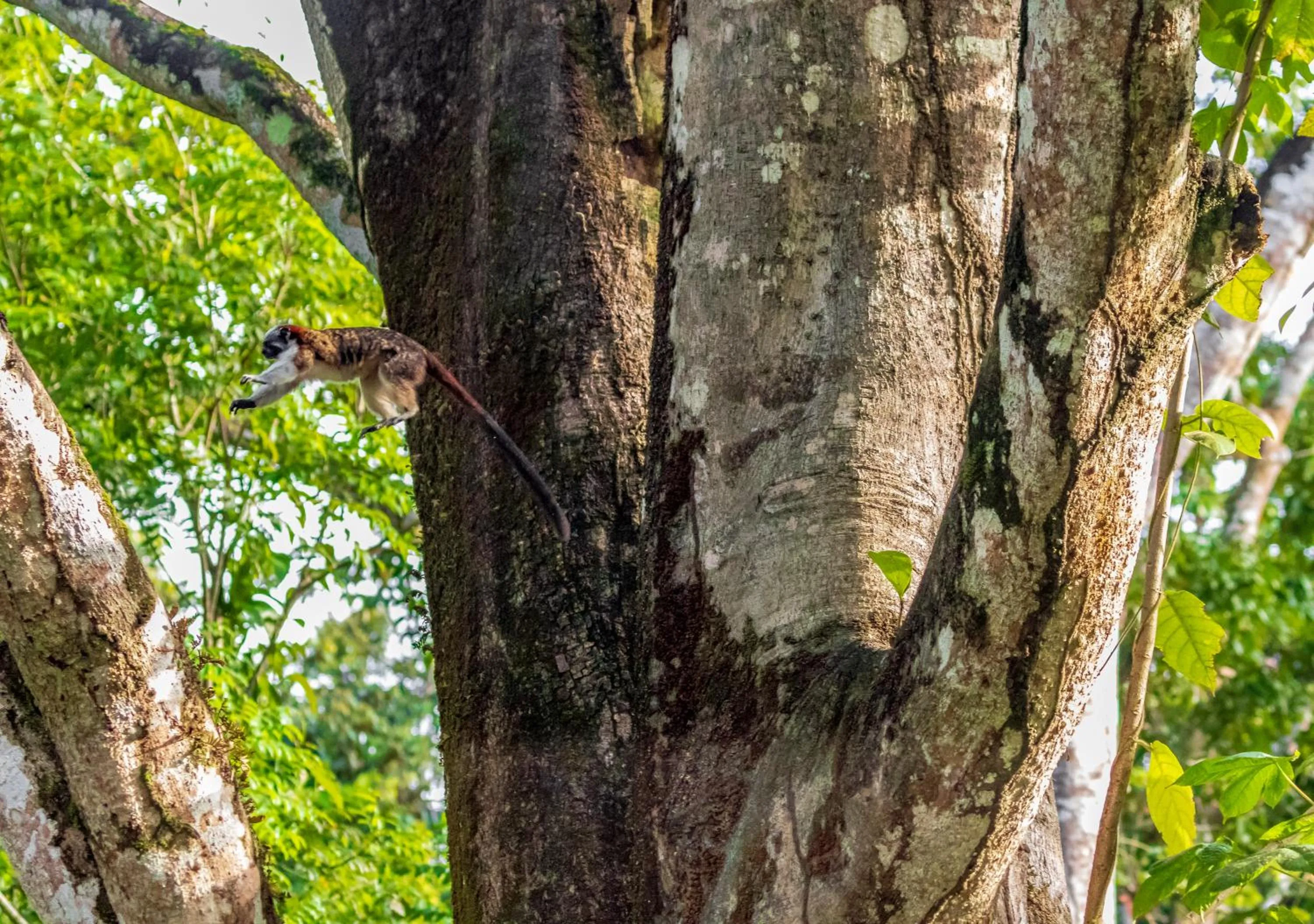 Animals in Summit Rainforest Golf Resort & All Inclusive